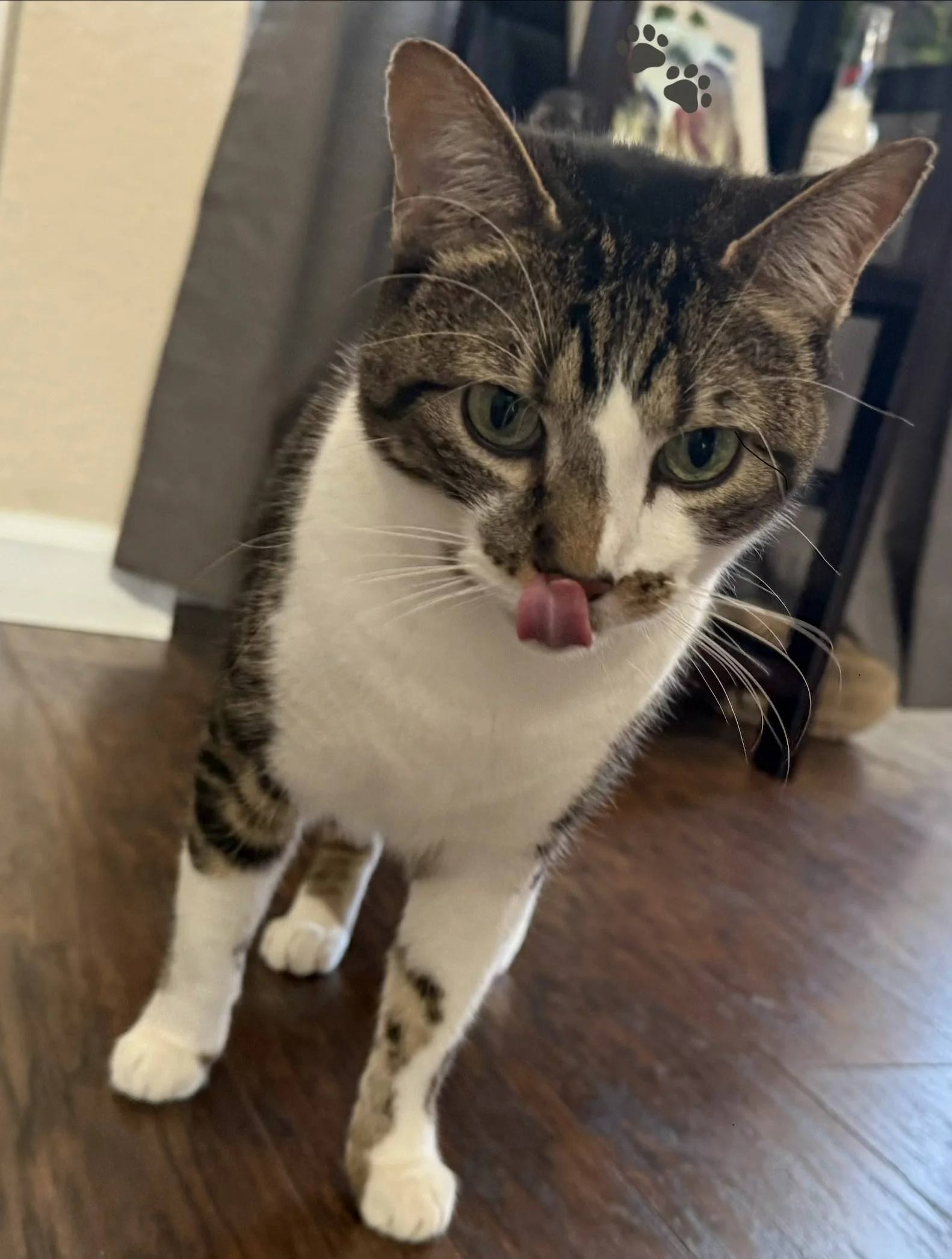 Pet Sitter in Douglas County