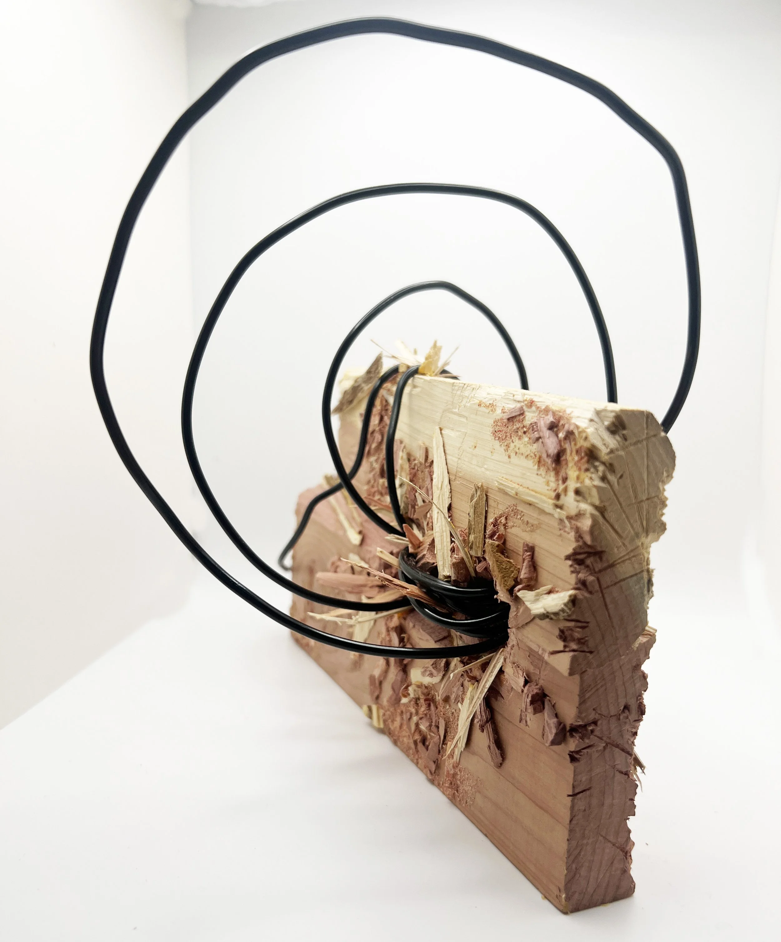 Aether Schneider - Darwin.jpg