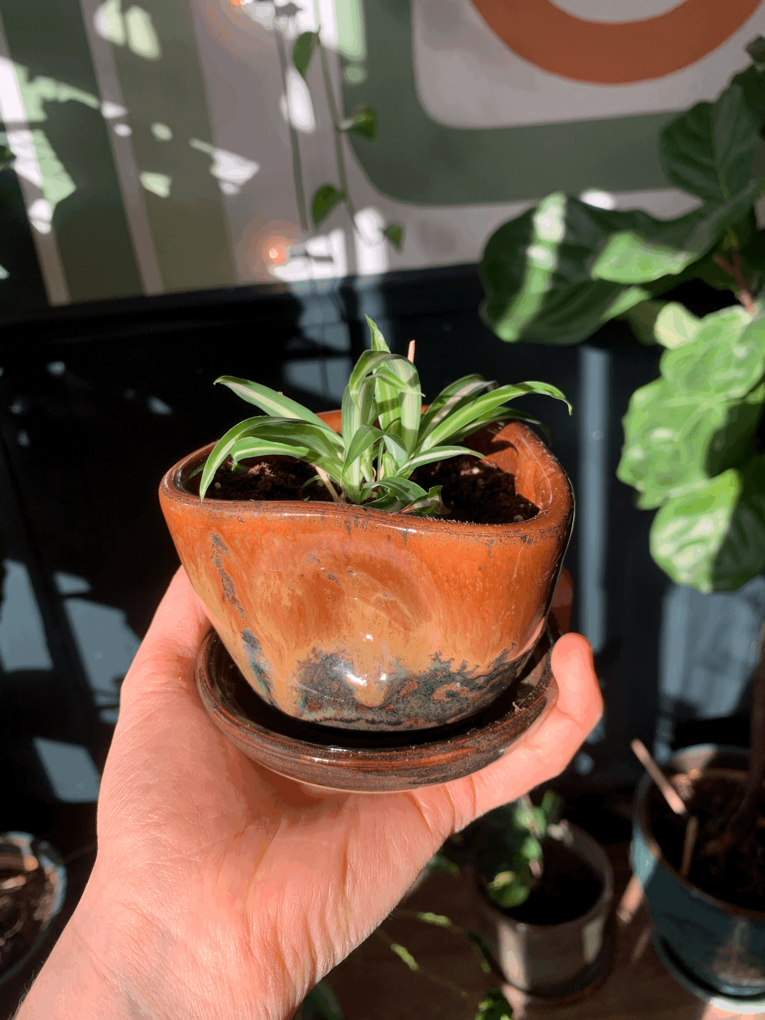 tempImagebdZ5o2.gif