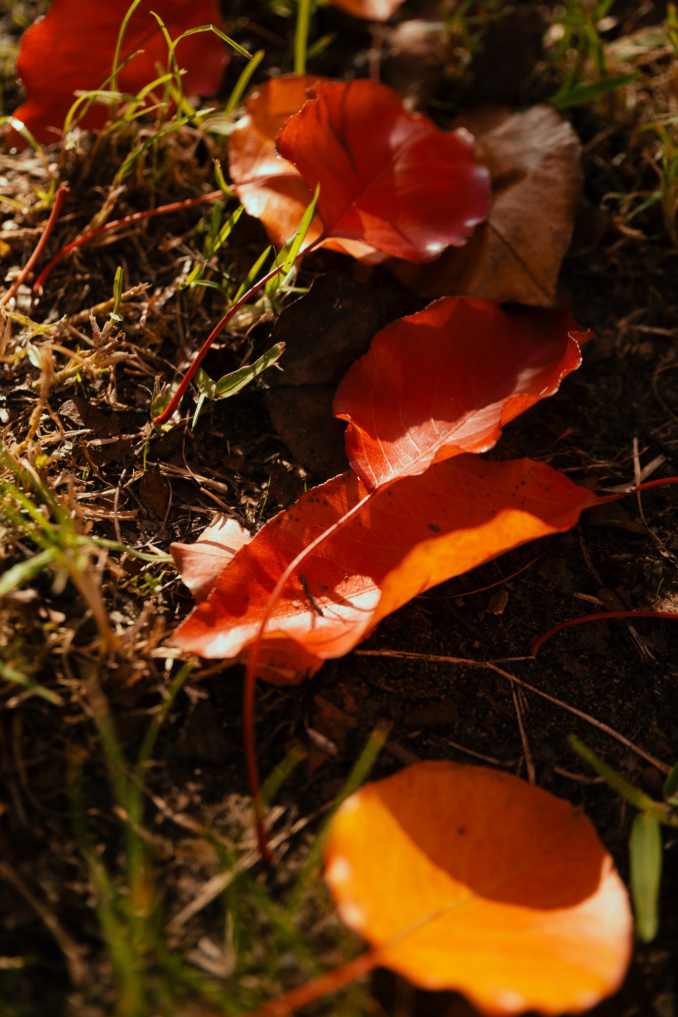 Z63_2192-2.jpg