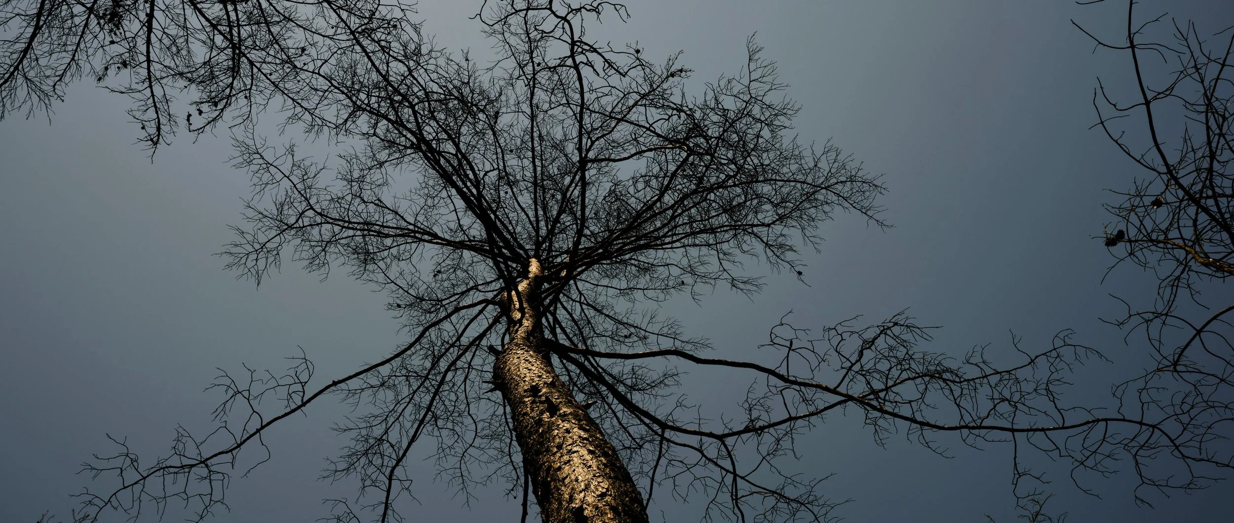 neurodivergent women burnout coaching