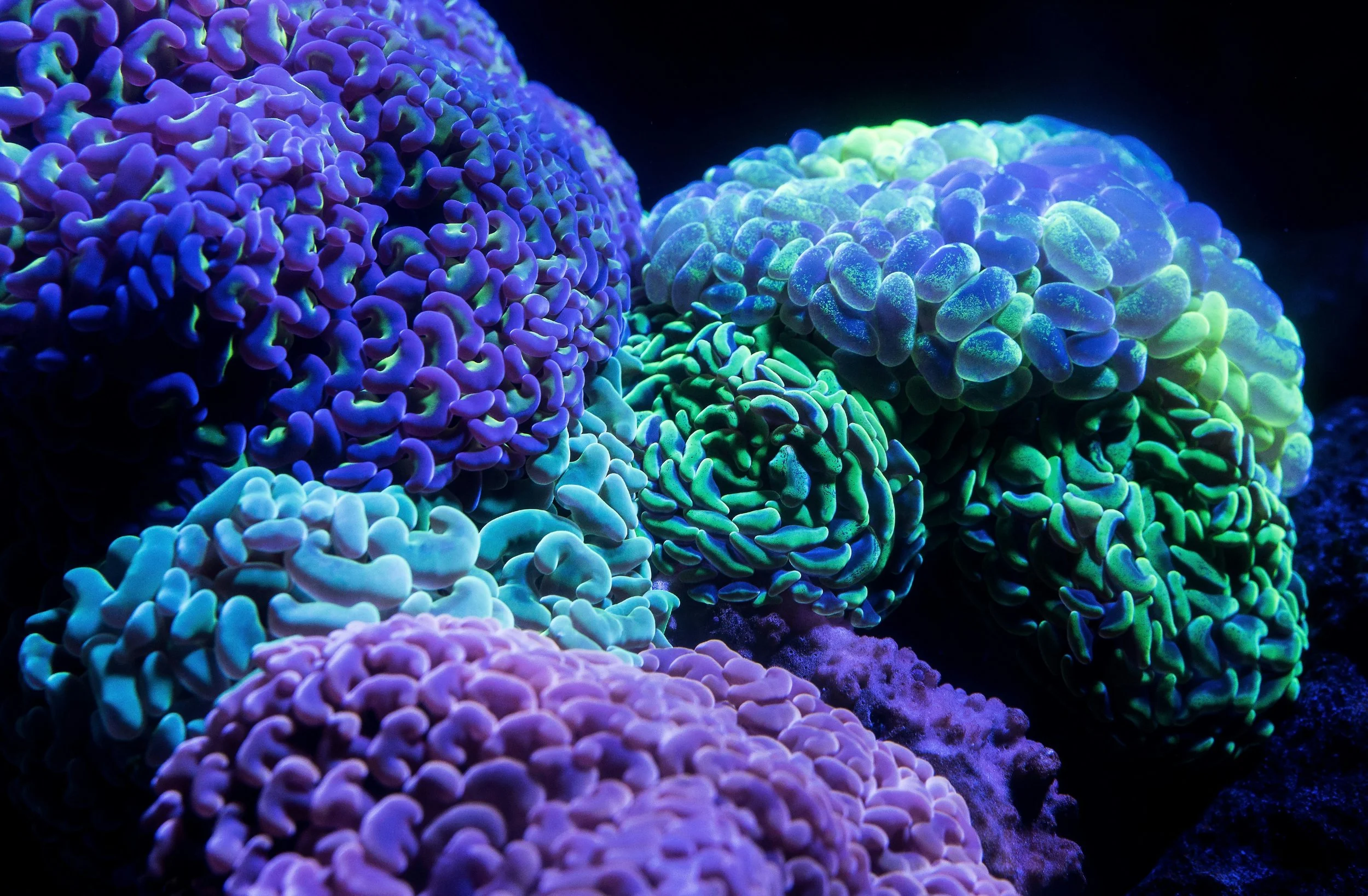 Photo of coral that is different purples, blues and greens. The coral looks like brains. Photo by David Clode on Unsplash.