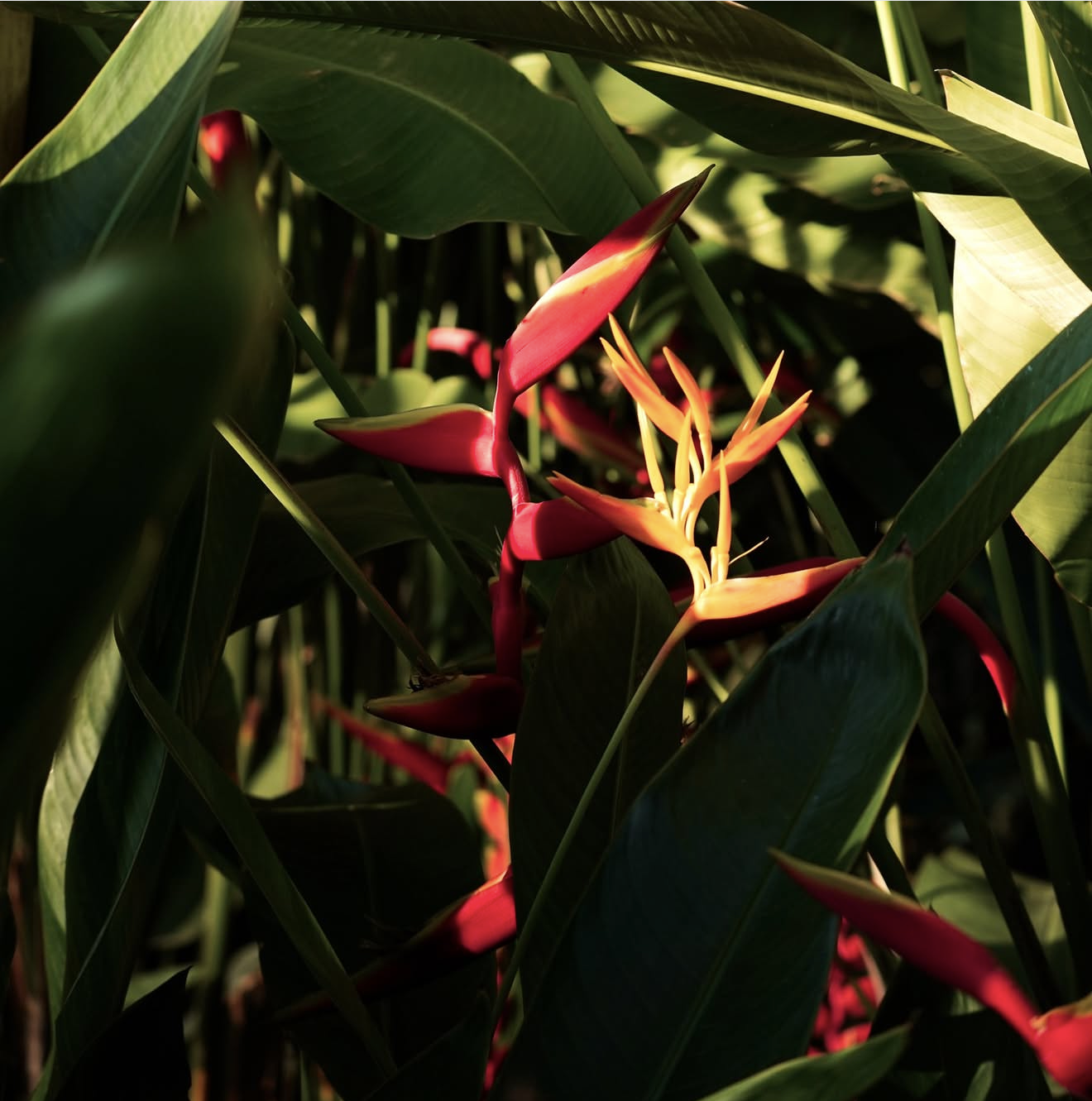 beautiful heleconias orange and yellow flowers
