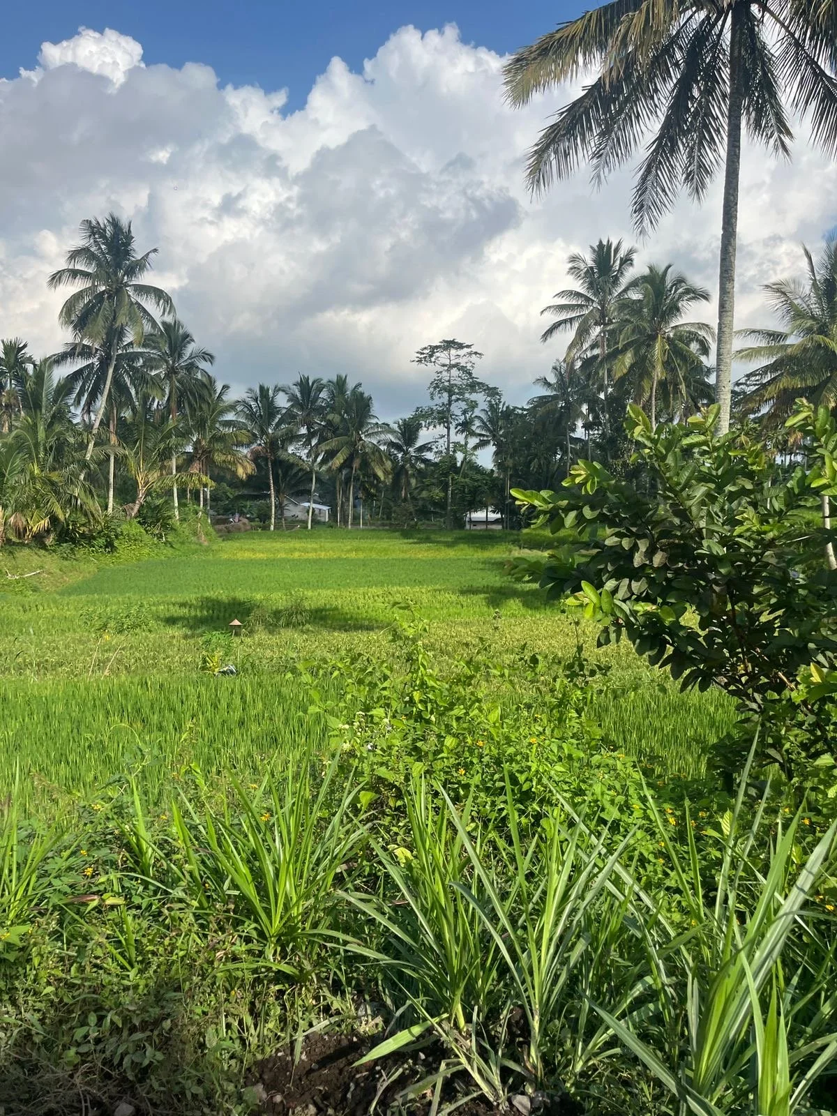Rice field view