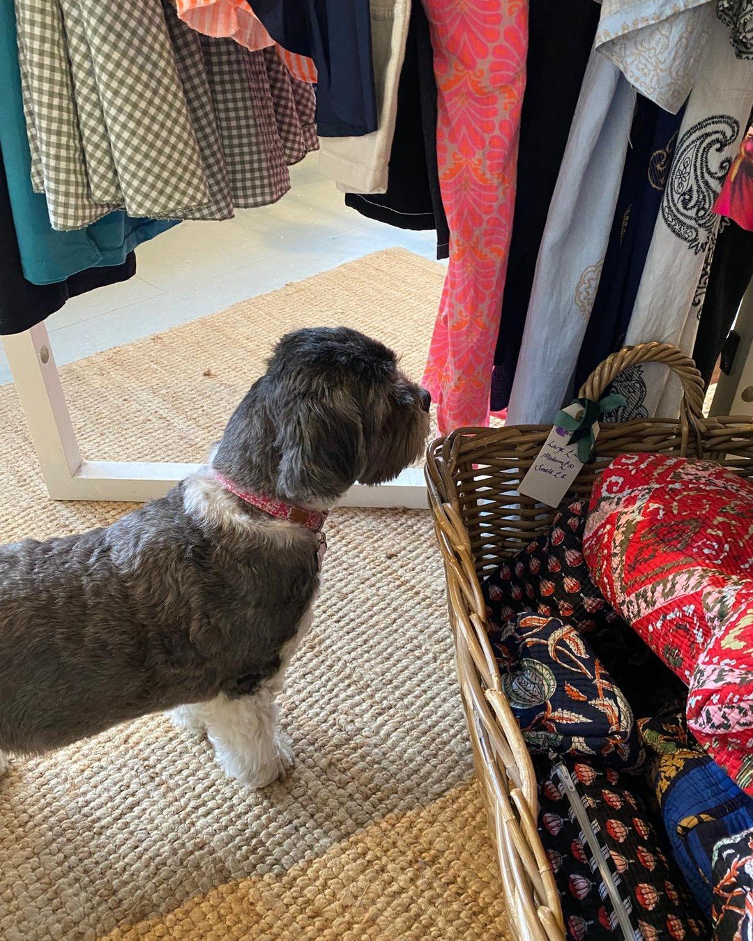 We love it when dogs pop in - Molly was certainly quite the little shopper having a good look around. Think she might have got a bit fed up with the paparazzi by the end though 😂

#theinneryard #independentgiftshop #shoplocaldevizes #devizes #wiltsh