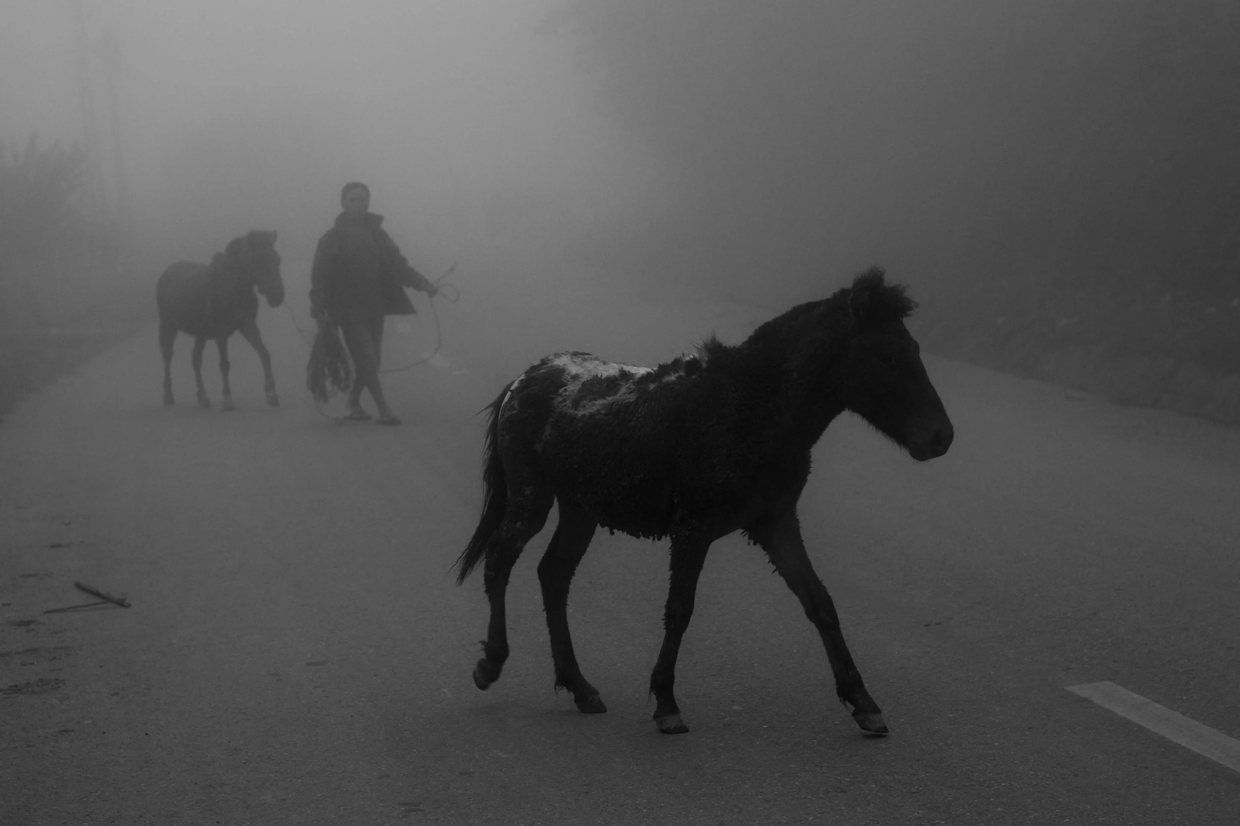 Horses in the mist