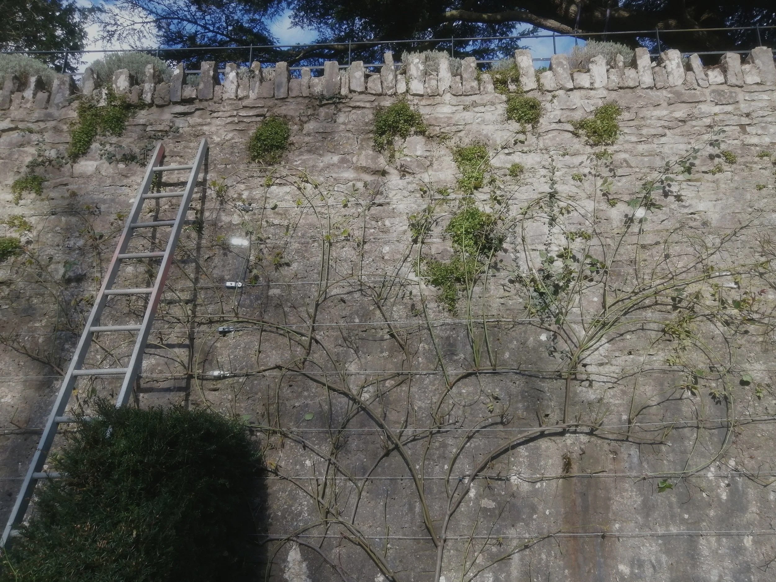 Professional Rose pruning
