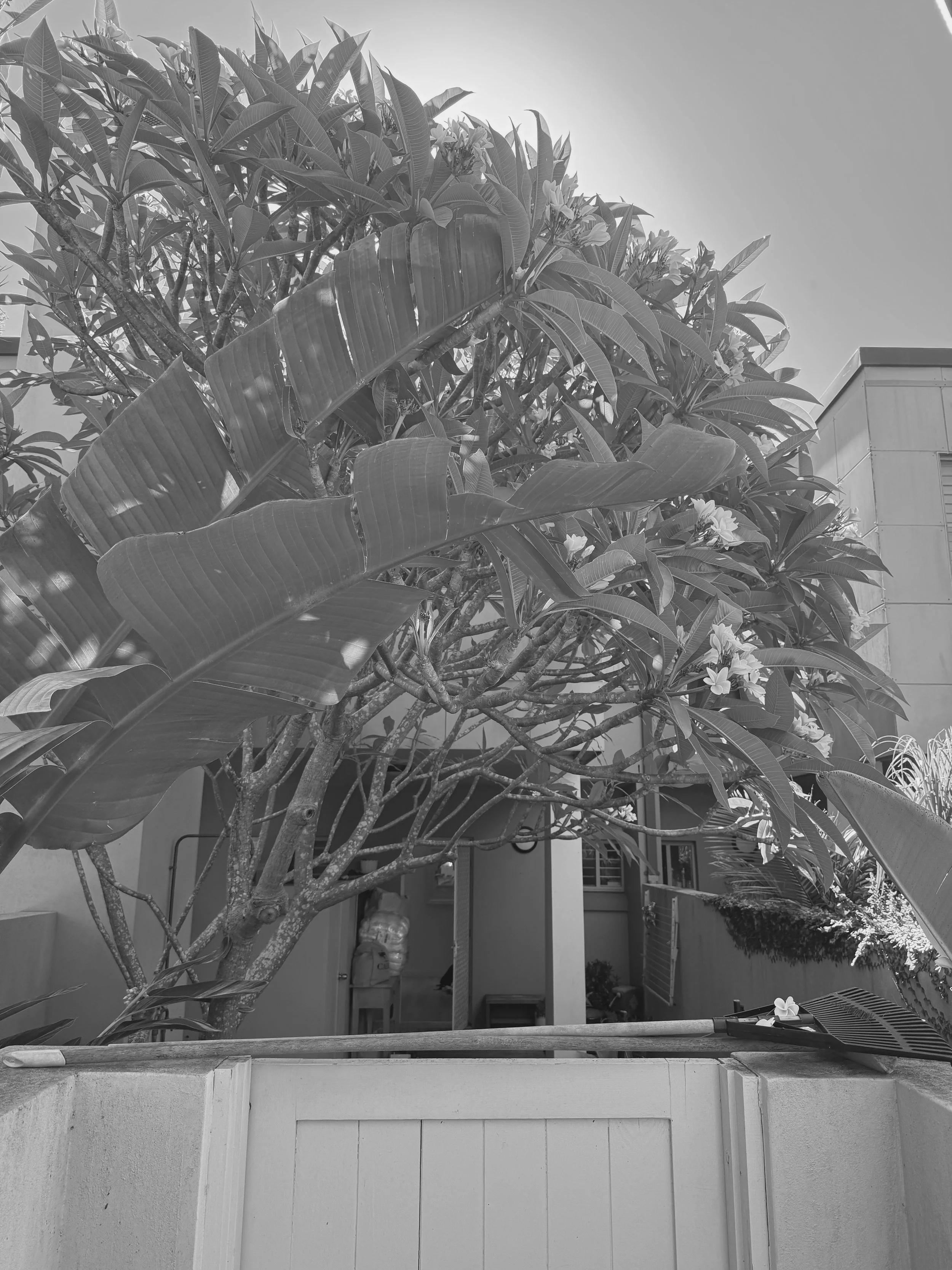 Kalinya Street - In Progress