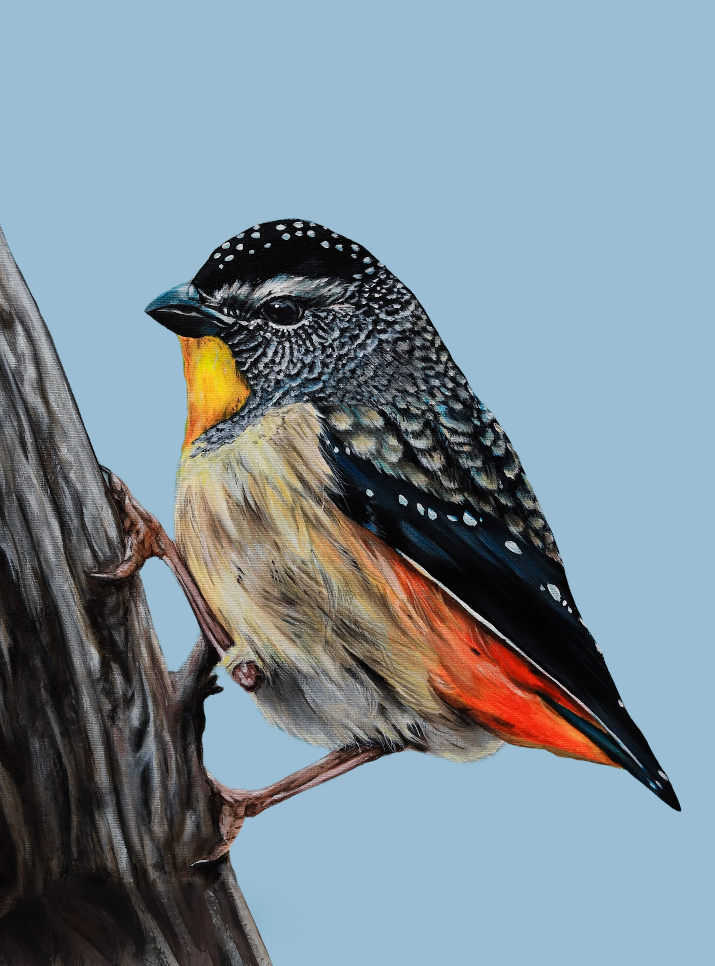 pardalote cropped-2.jpg