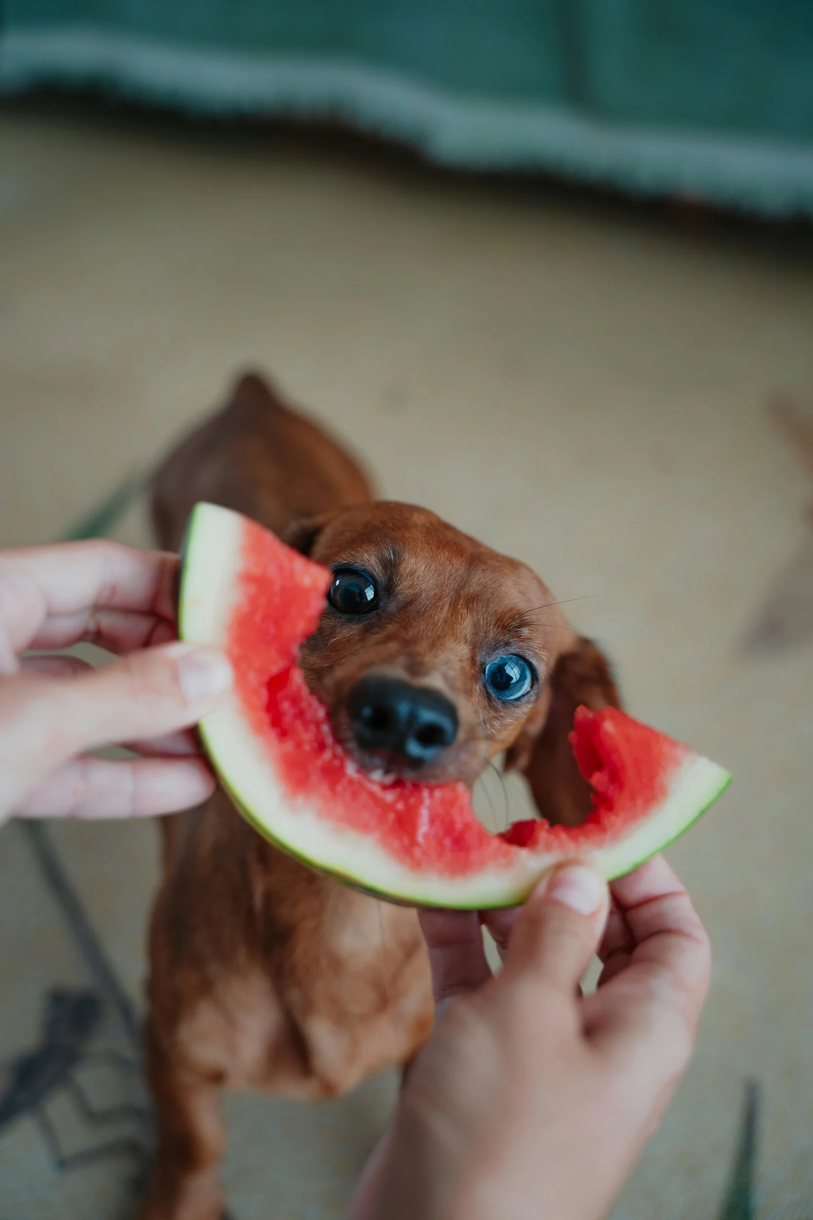 A small dog with brown fur and blue eyes is holding a slice of watermelon in its mouth while someone holds the other side. The background is blurry with a beige carpet and part of a blue fabric.