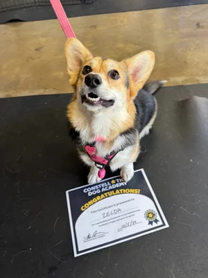 Dog training at Uptown Dogs