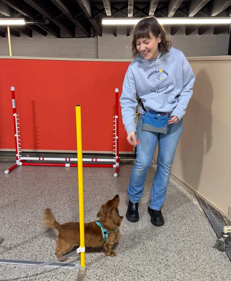 Dog training session at daycare