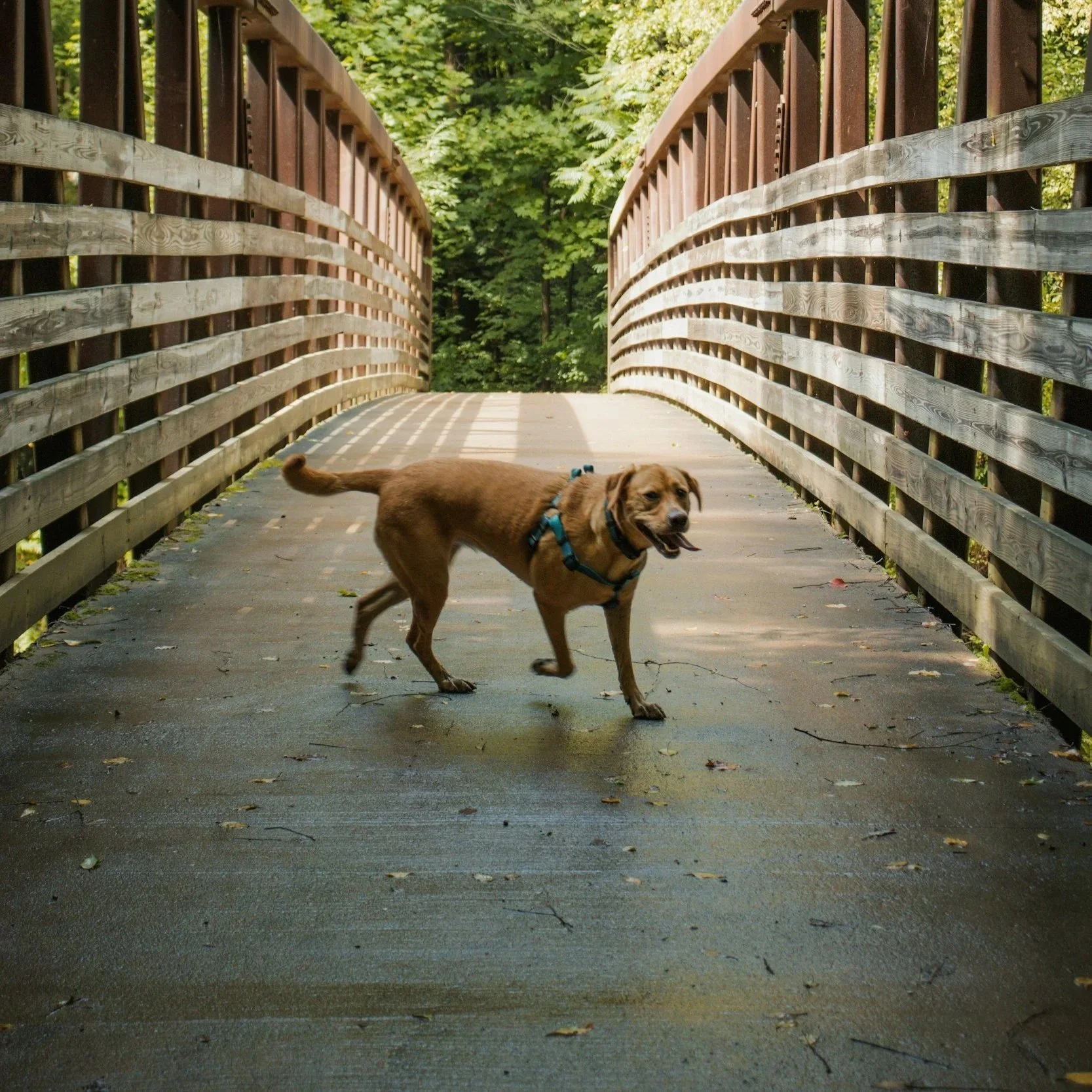 A brown dog on a wooden bridge in a wooded area, looking back with a happy expression.