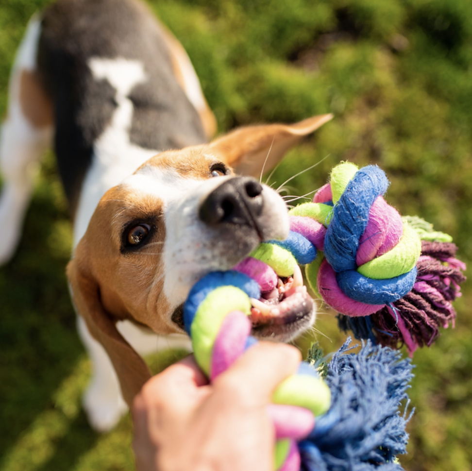 Beagle playing tug-of-war with a colorful rope toy outdoors on green grass.