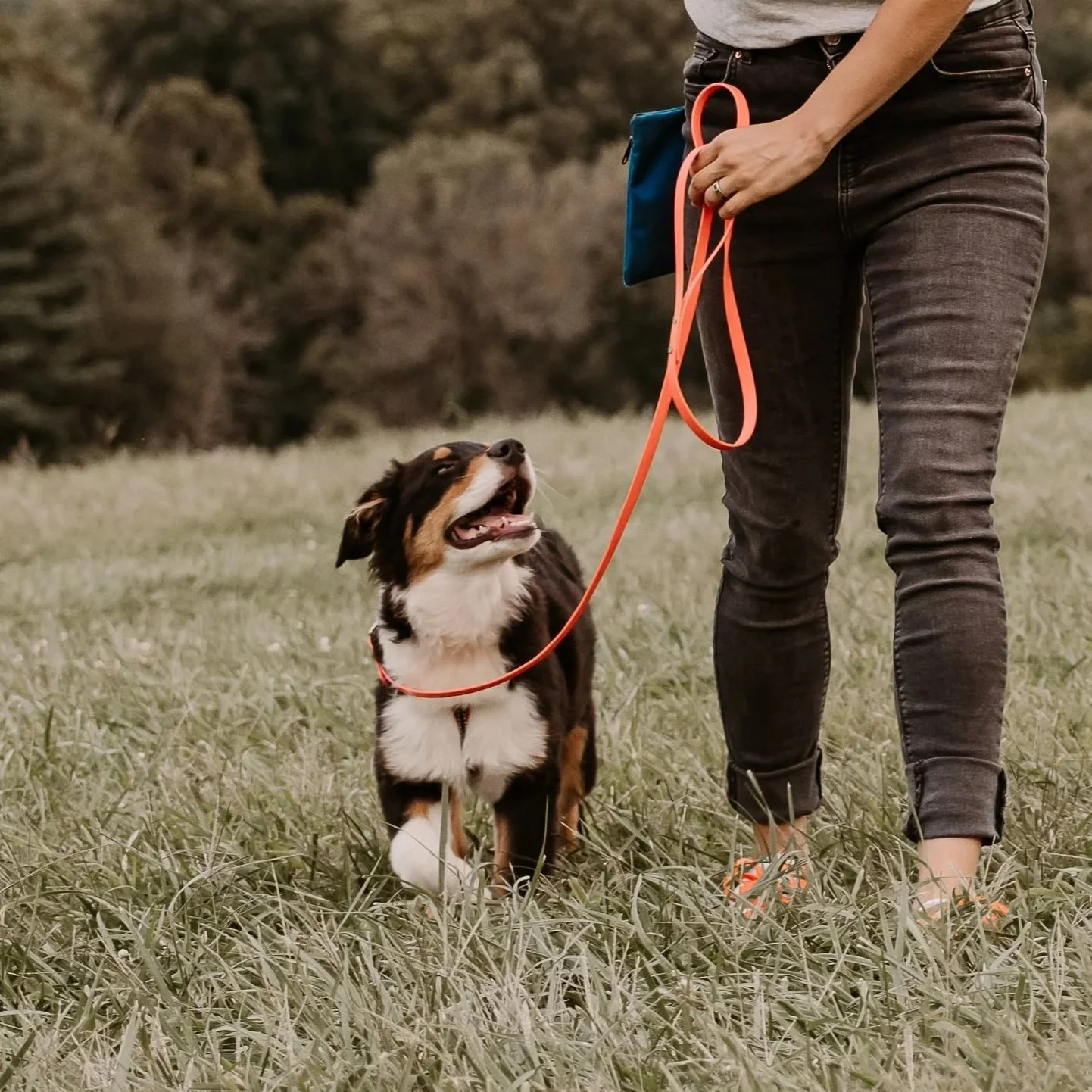 A person holding a bright orange leash while walking with a tricolor Australian Shepherd puppy in an open grassy field with trees in the background.