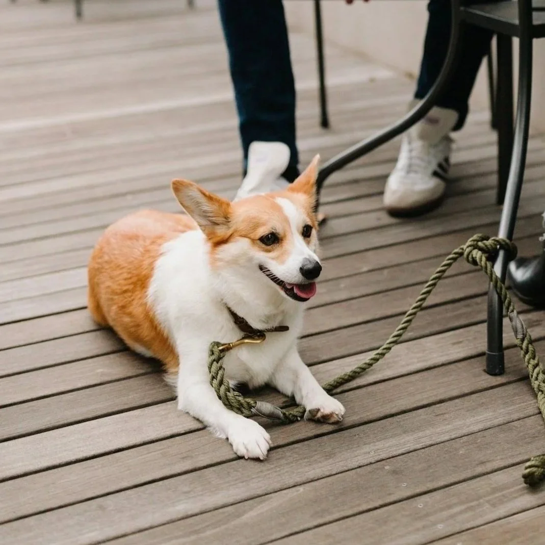 A happy dog with white and tan fur lying on a wooden deck, attached to a leash, with people standing nearby.