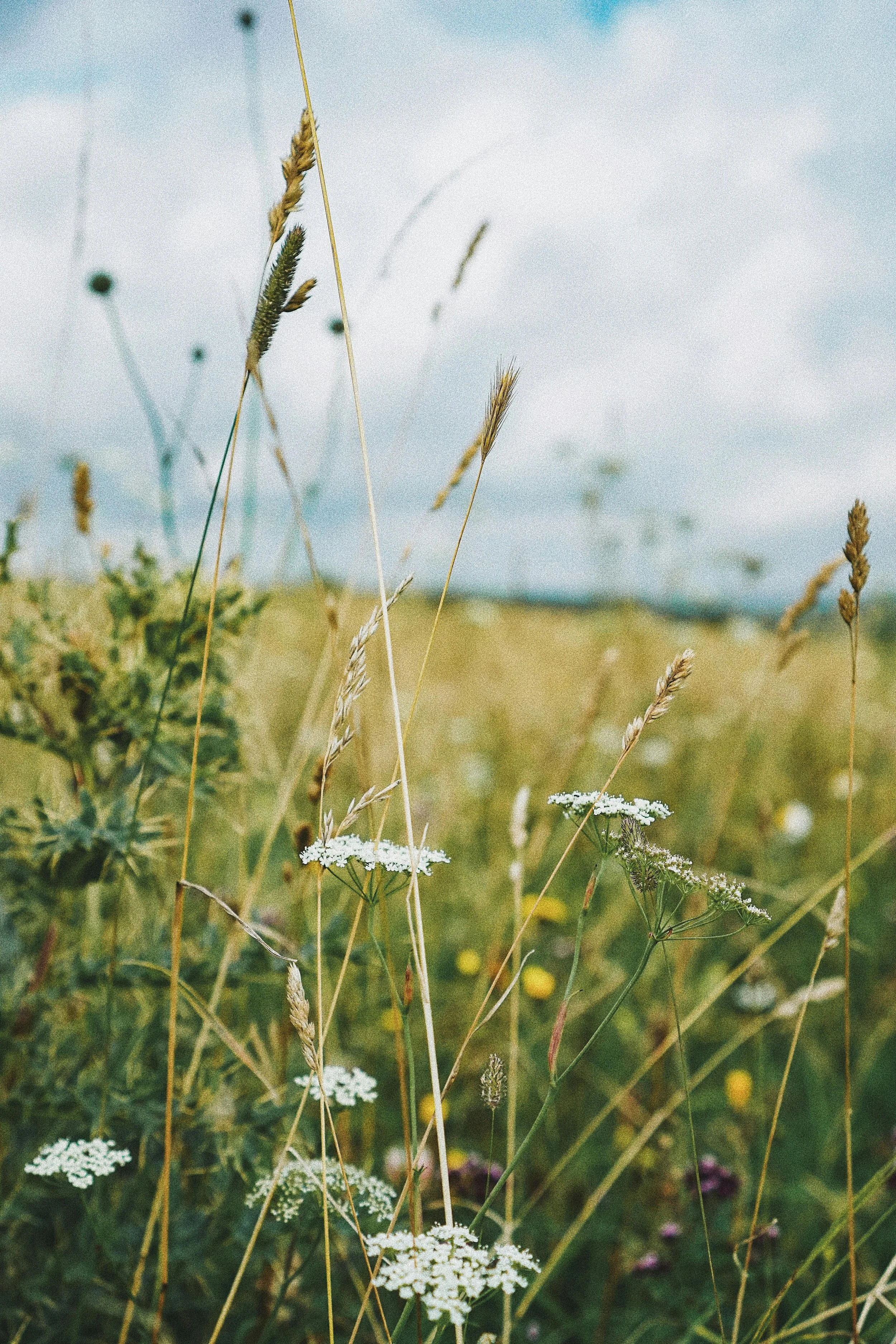 a meadow of grass, buttercups, wheat and parsley.