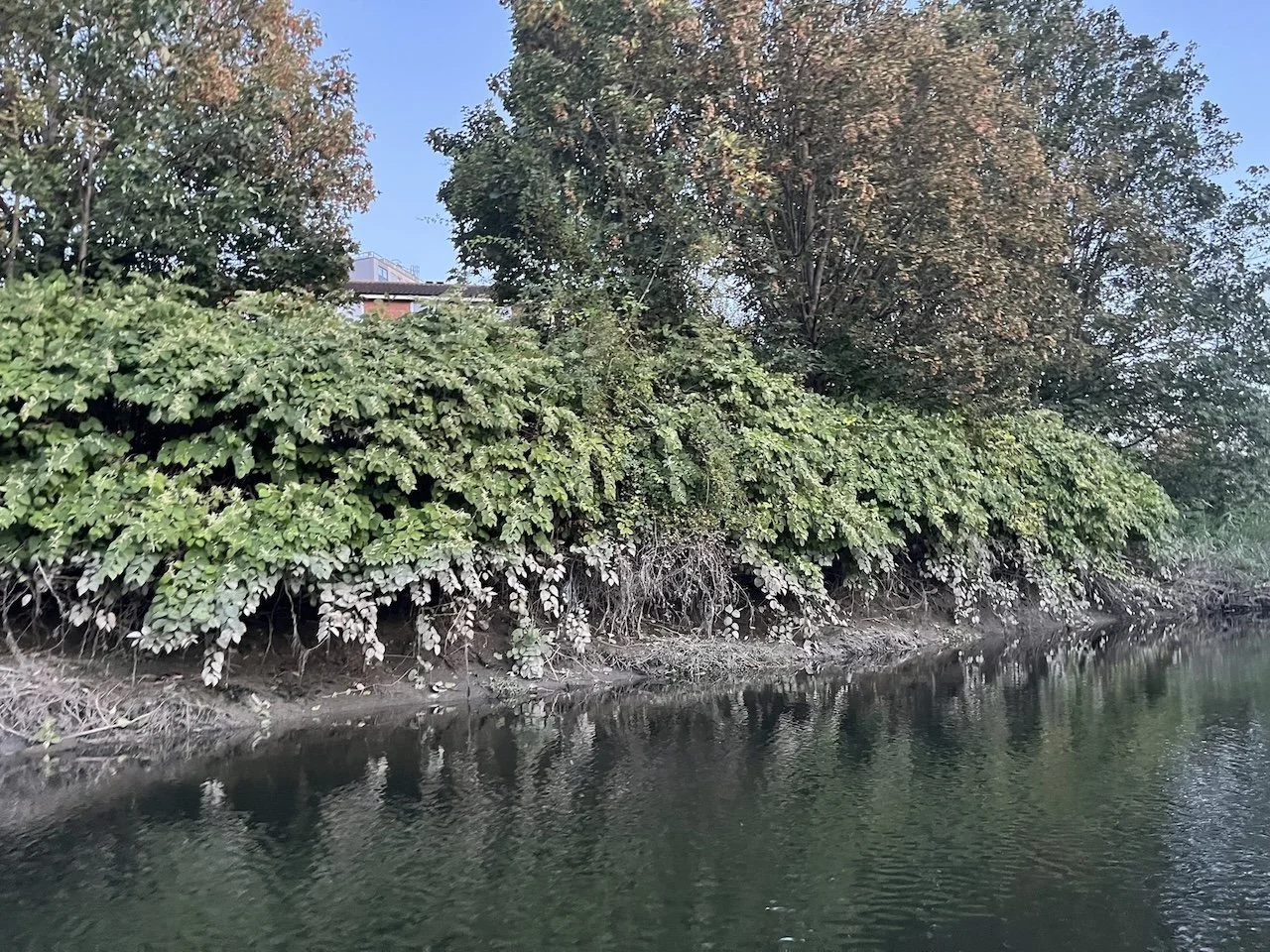 Protecting River Roding from Japanese Knotweed — Protect Earth