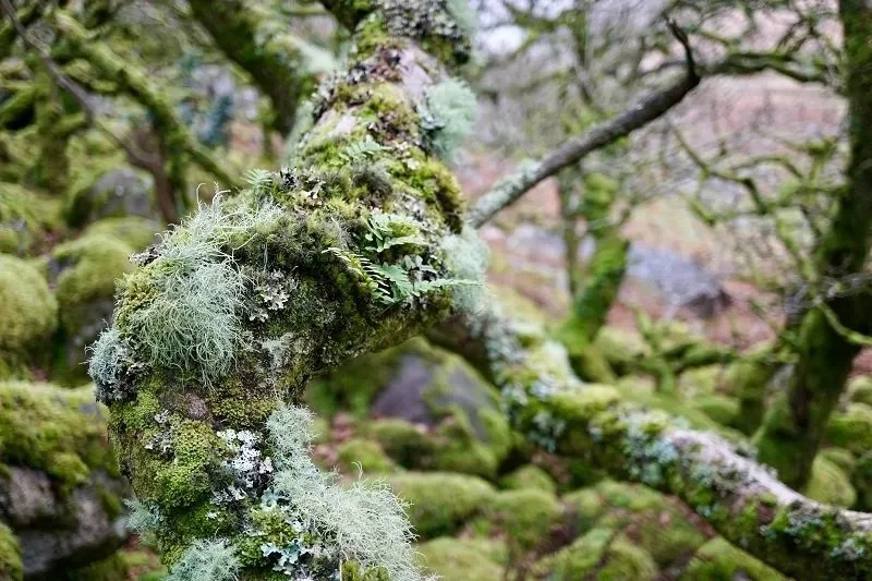 The Lost Rainforests of Britain — Protect Earth
