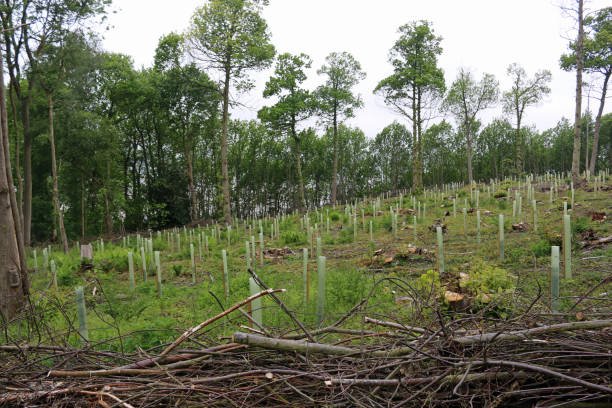 Protecting Your Saplings: Tips for Thriving Young Woodlands