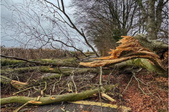 The Impact of Storms on the UK's Trees: A Closer Look