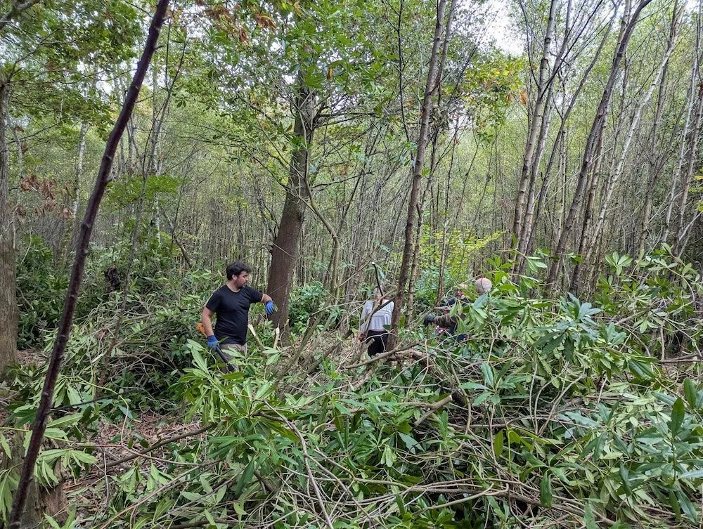 Rescuing Ancient Woodlands from Rhododendron