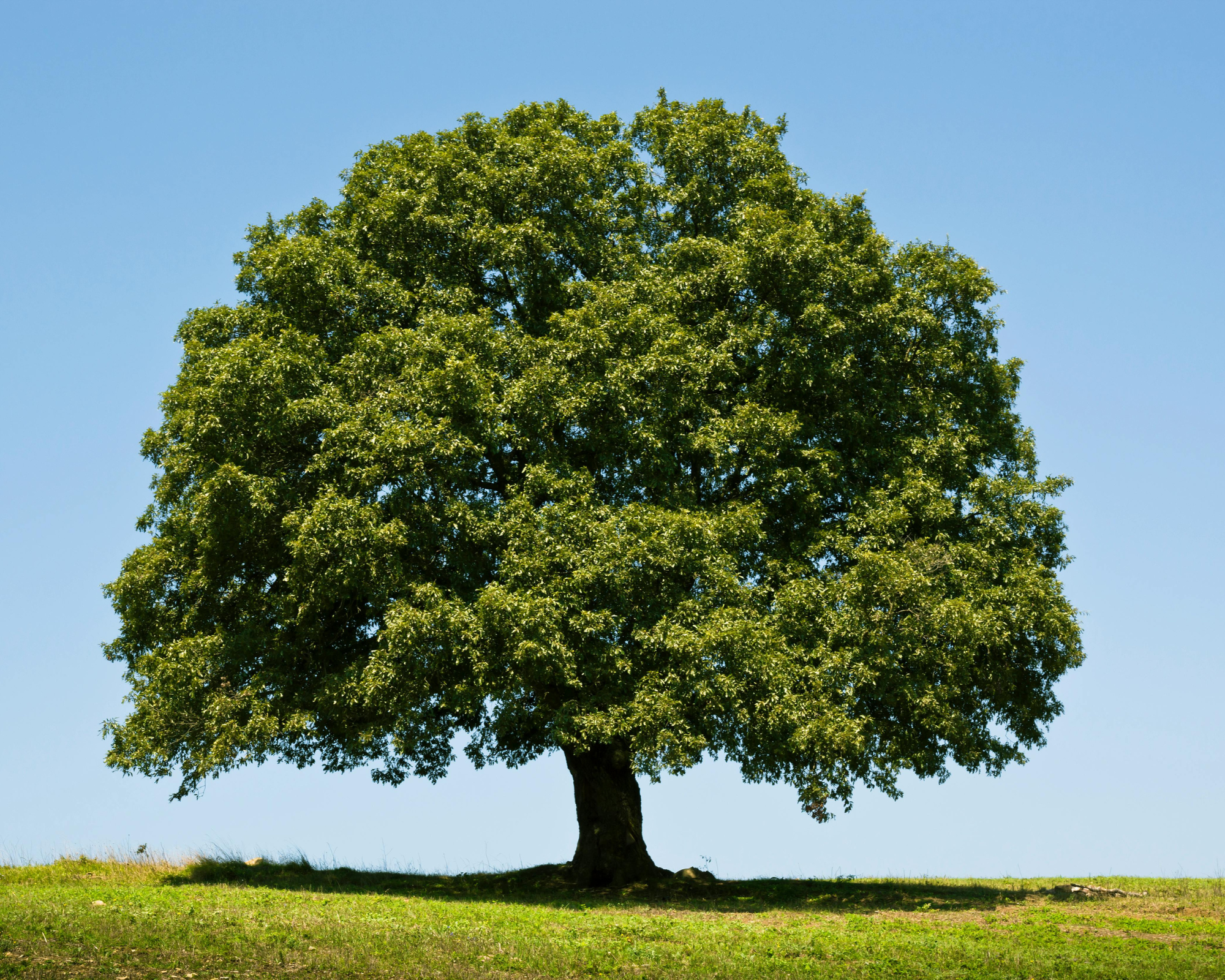 Shade Trees - The Hidden Gift to Biodiversity