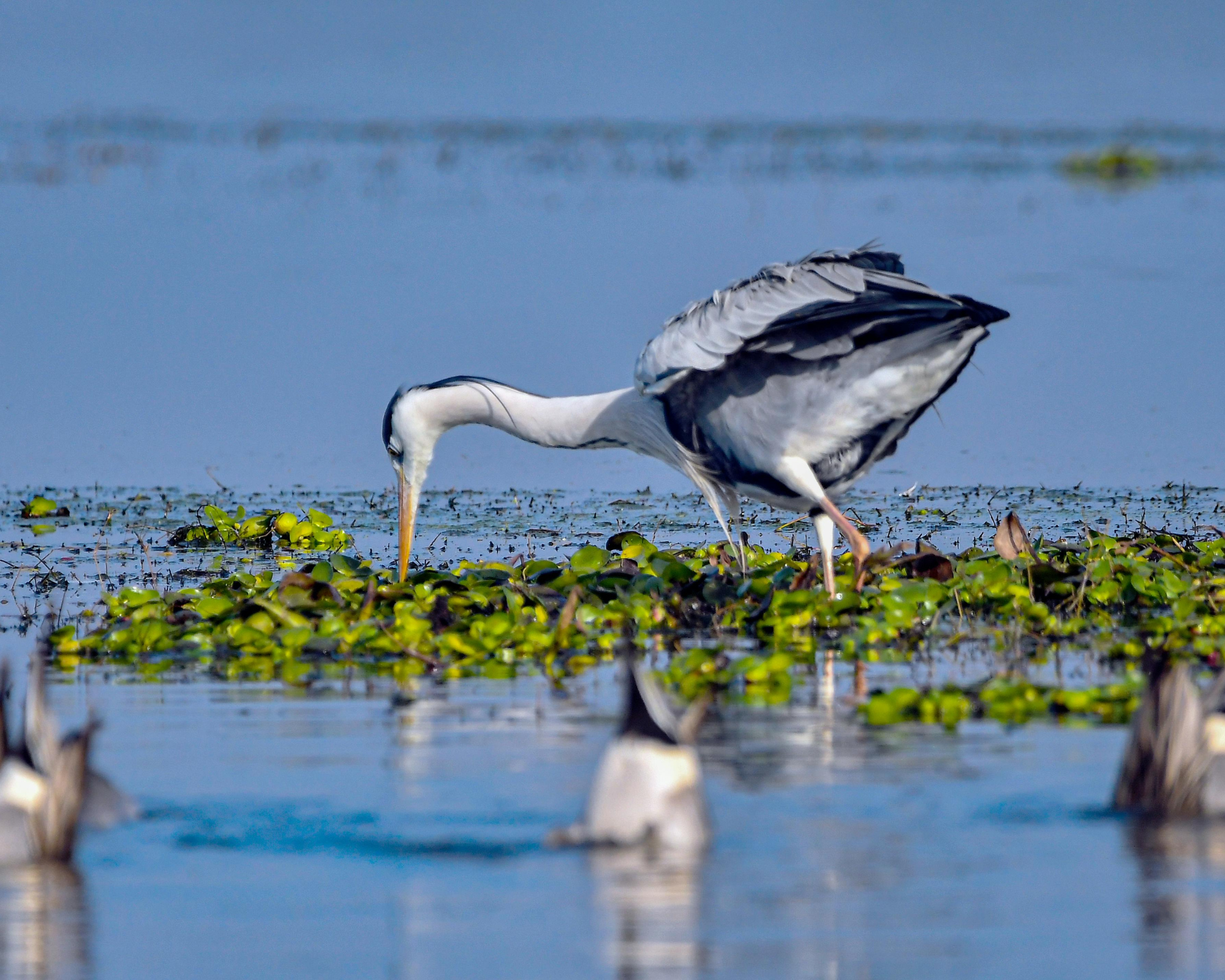 Wetland Restoration