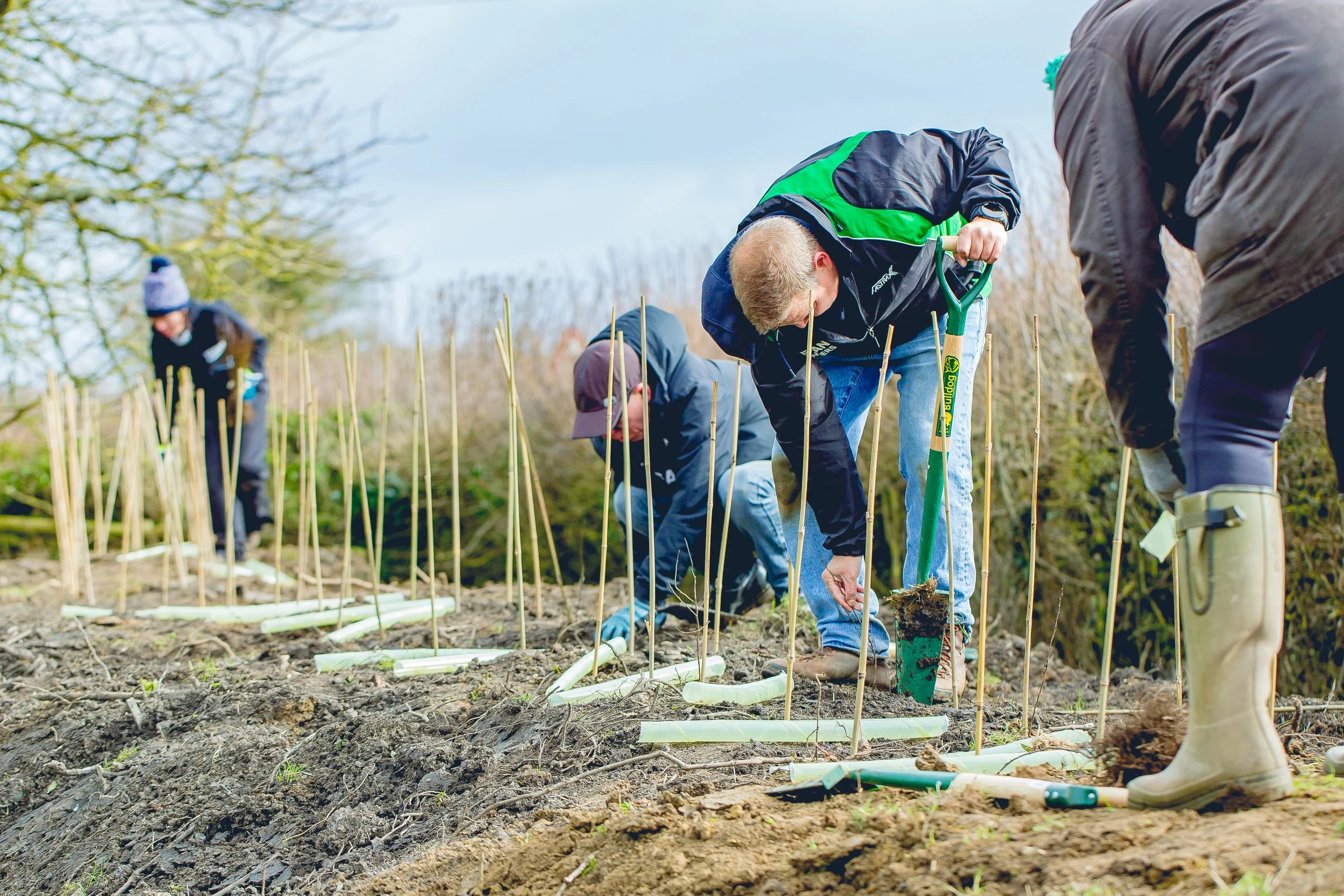 Group of people planting young trees in a row in a field.