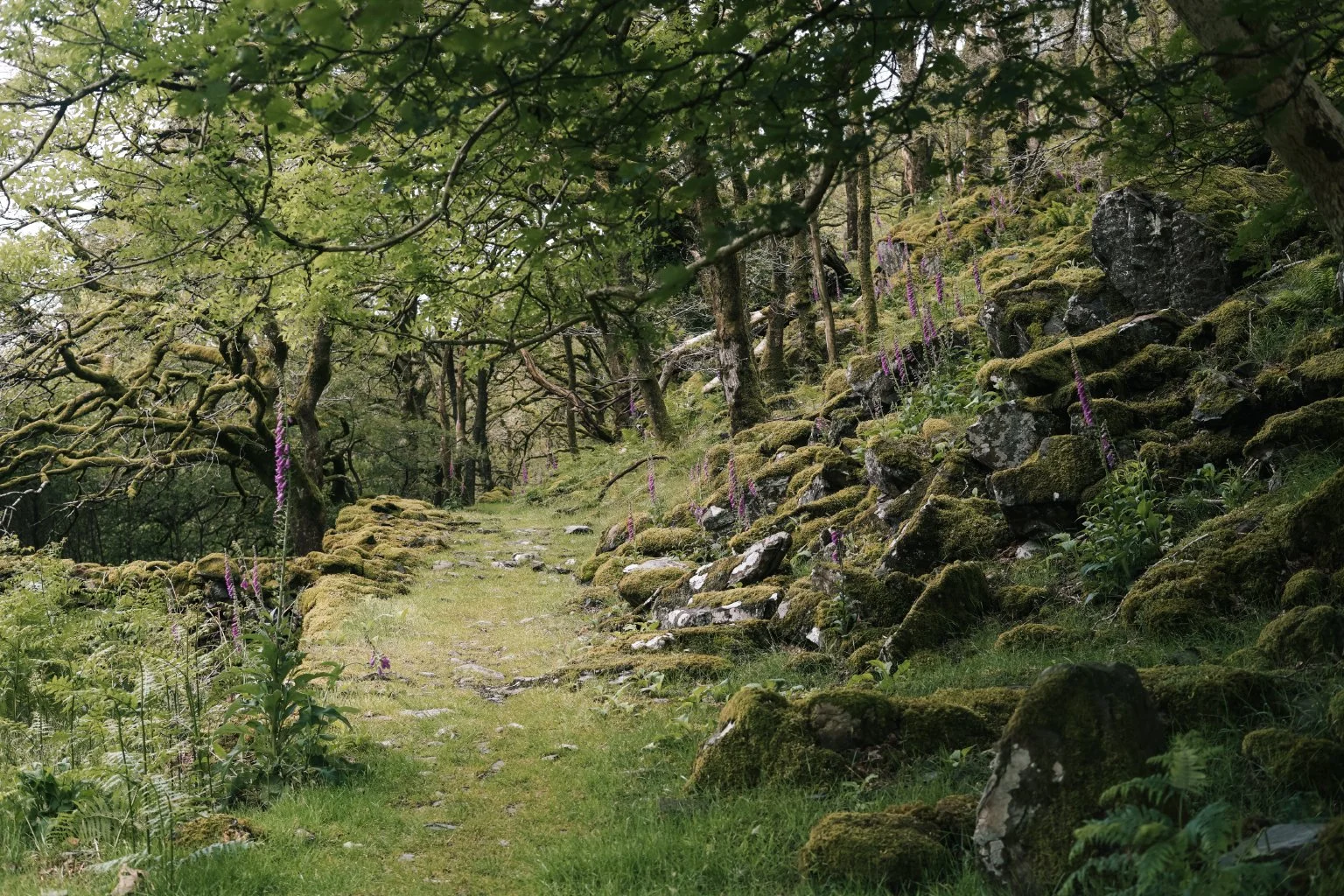 snowdonia_2019_15.jpg