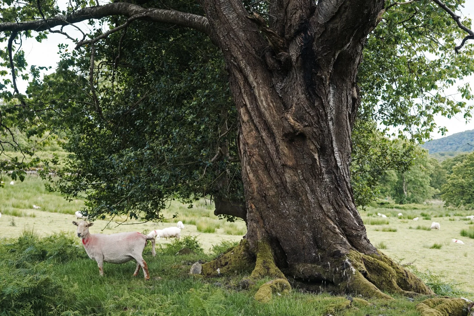 snowdonia_2019_35.jpg