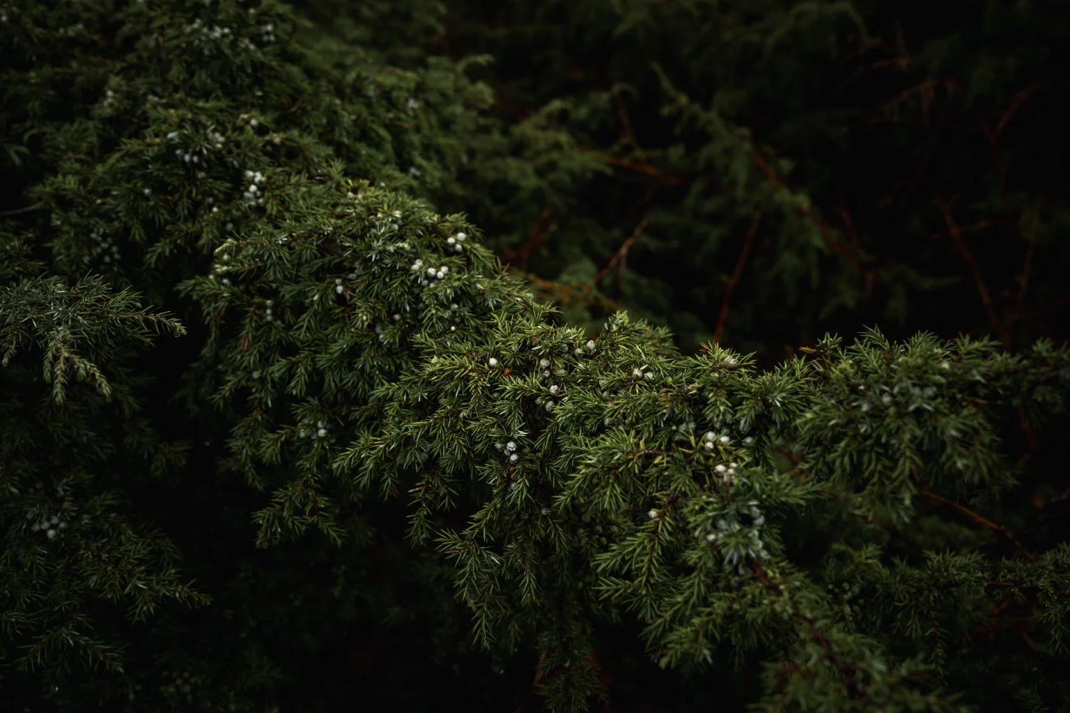 Finding Delight in the Details 