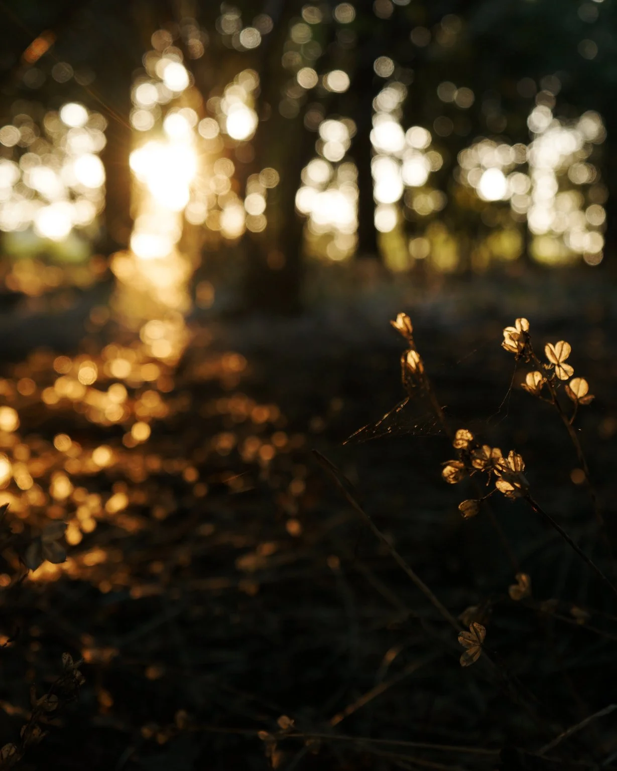 Bluebell_Seeds_2.jpg