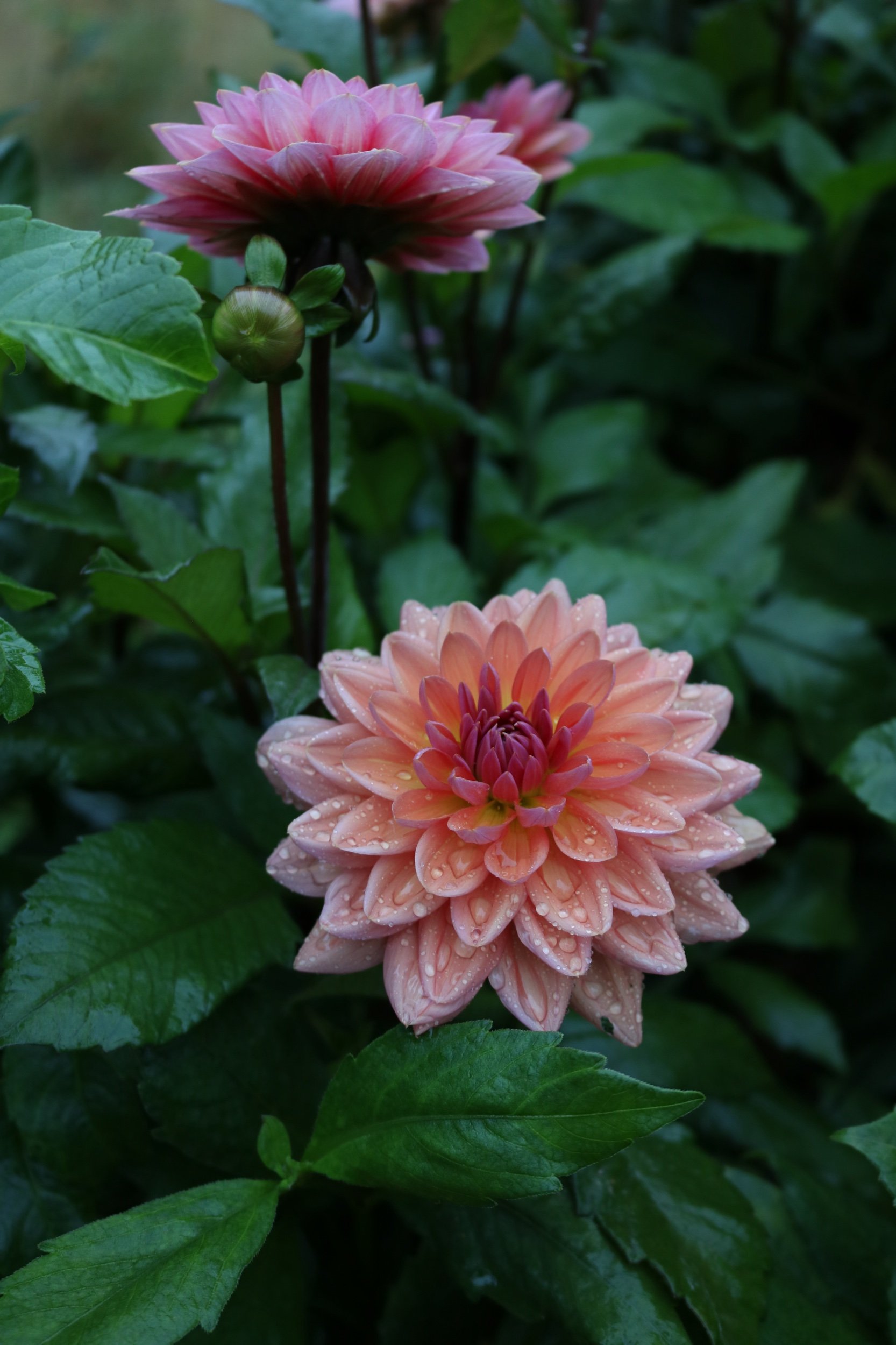 3246CB32-AF50-4633-A30A-6D248A65E043.jpeg