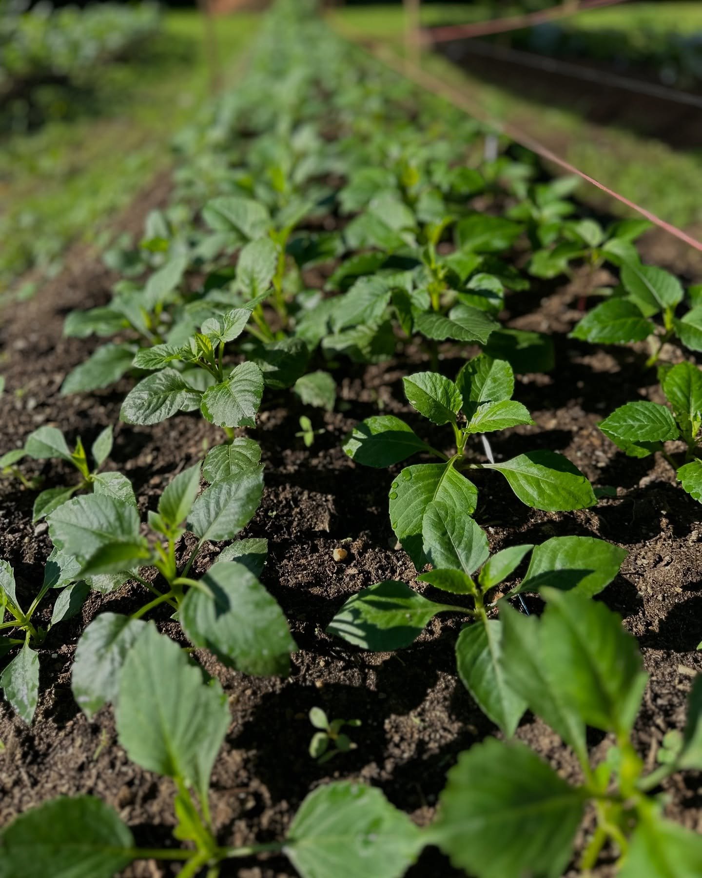 What we’re doing now while we wait for blooms ⬇️
🔅 PEST MANAGEMENT. We utilize beneficial insects and avoid spraying in our field and I start this right away, I do not wait to see a problem.
BENEFICIAL NEMATODES. I use Sc and Sf to control w
