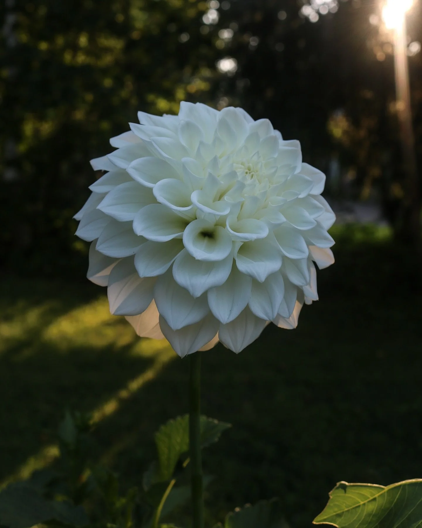 Usher in the firsts ✨ A first bloom on a new addition or that first &lsquo;welcome back&rsquo; for an old familiar friend. First quiet morning with coffee while most are still sleeping and just the birds for company. First golden hour stroll, first s