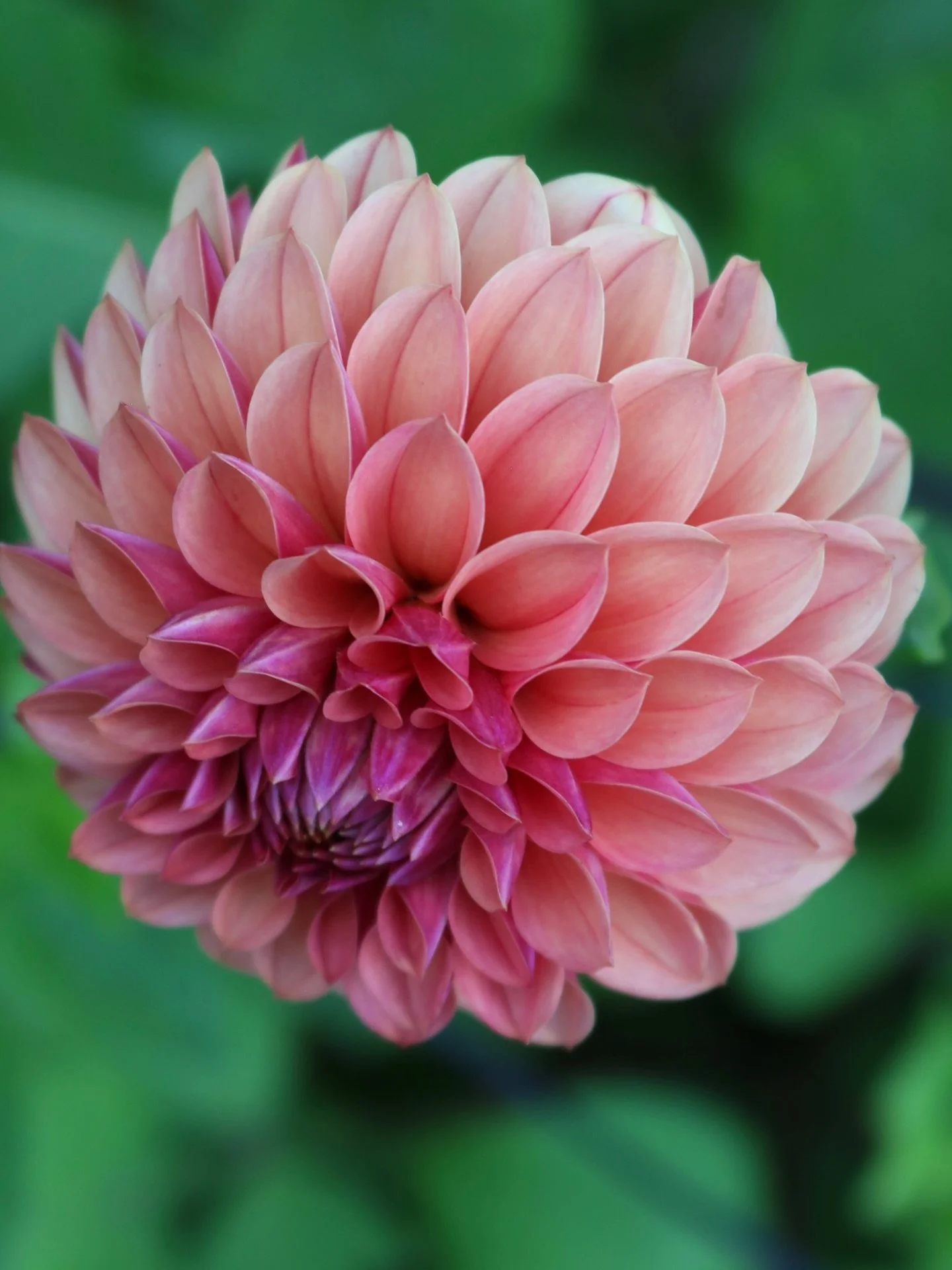 The seedlings are hitting their stride and the others aren&rsquo;t far behind now. Pictured here are some first and second year seedlings. Which stand out to you the most? Do you have a favorite?
.
.
.
.
.
#highpetalcount #ardenflowerfarm #vermontdah