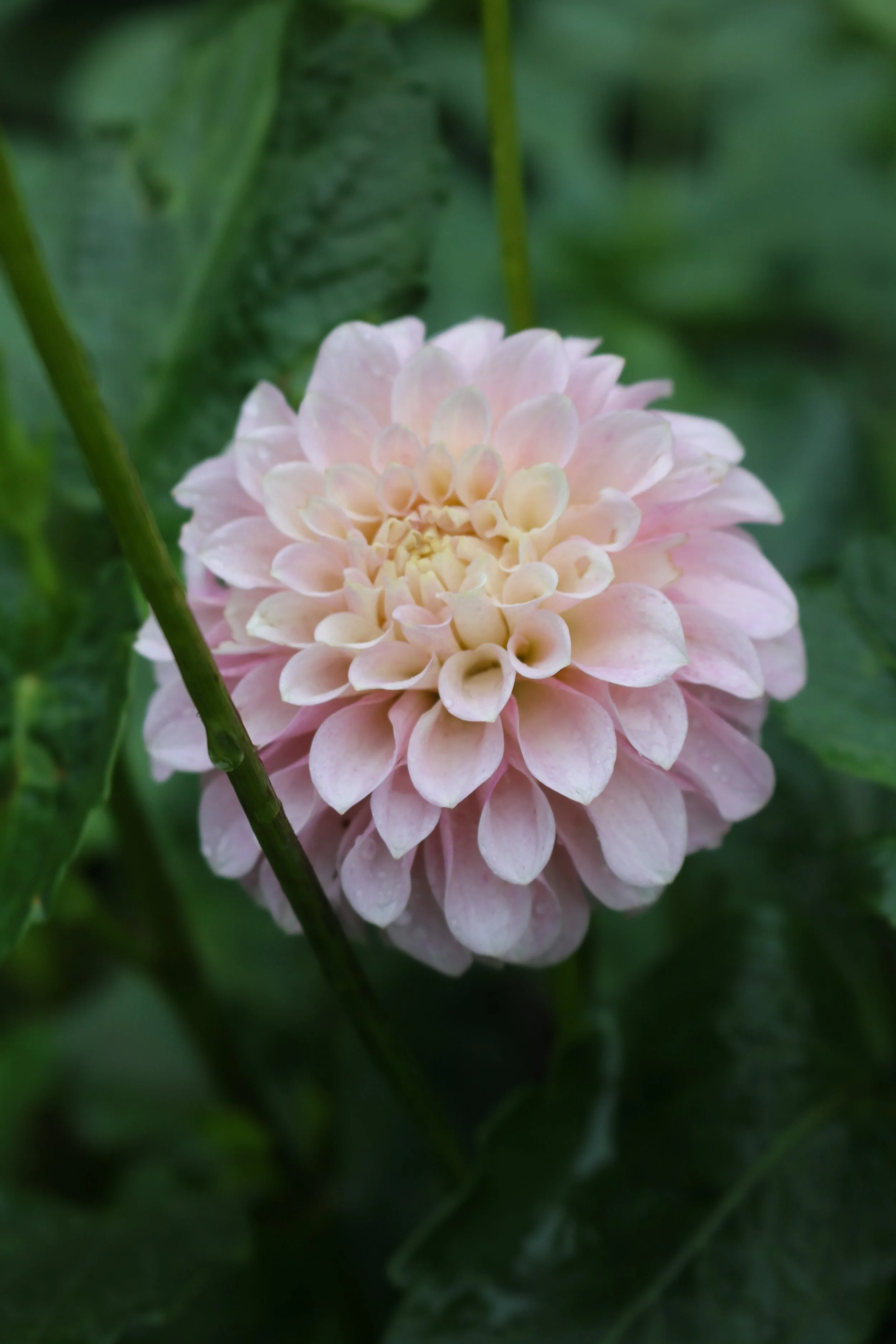 Bell's Caledonia Limit 1