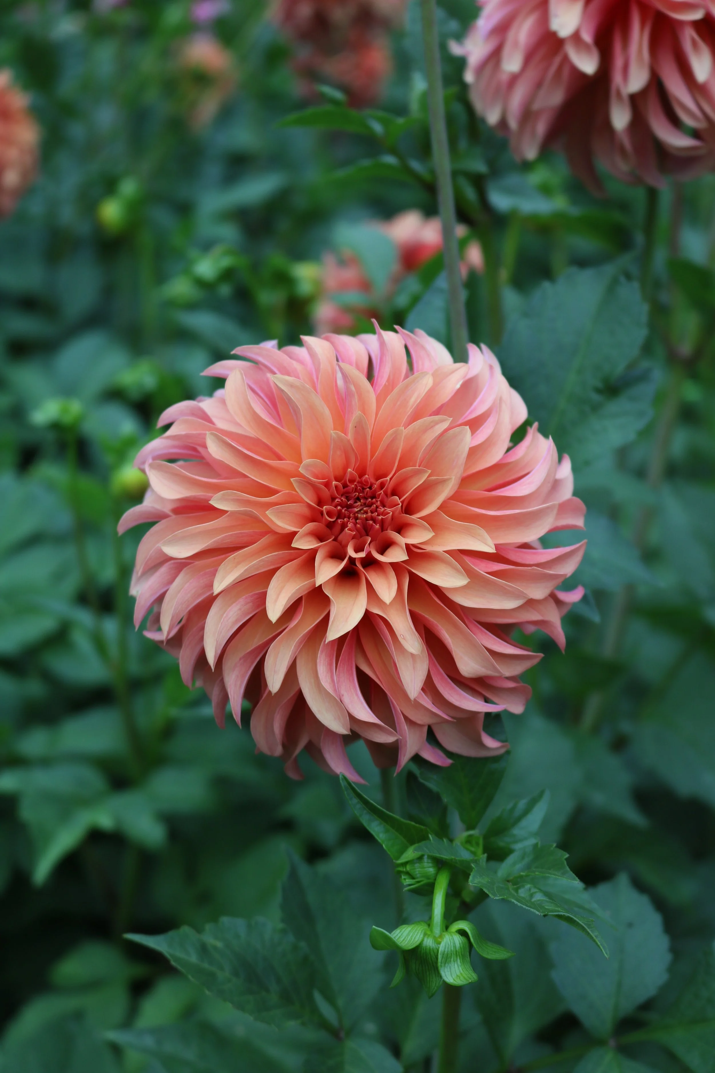 River's Can't Elope Limit 3