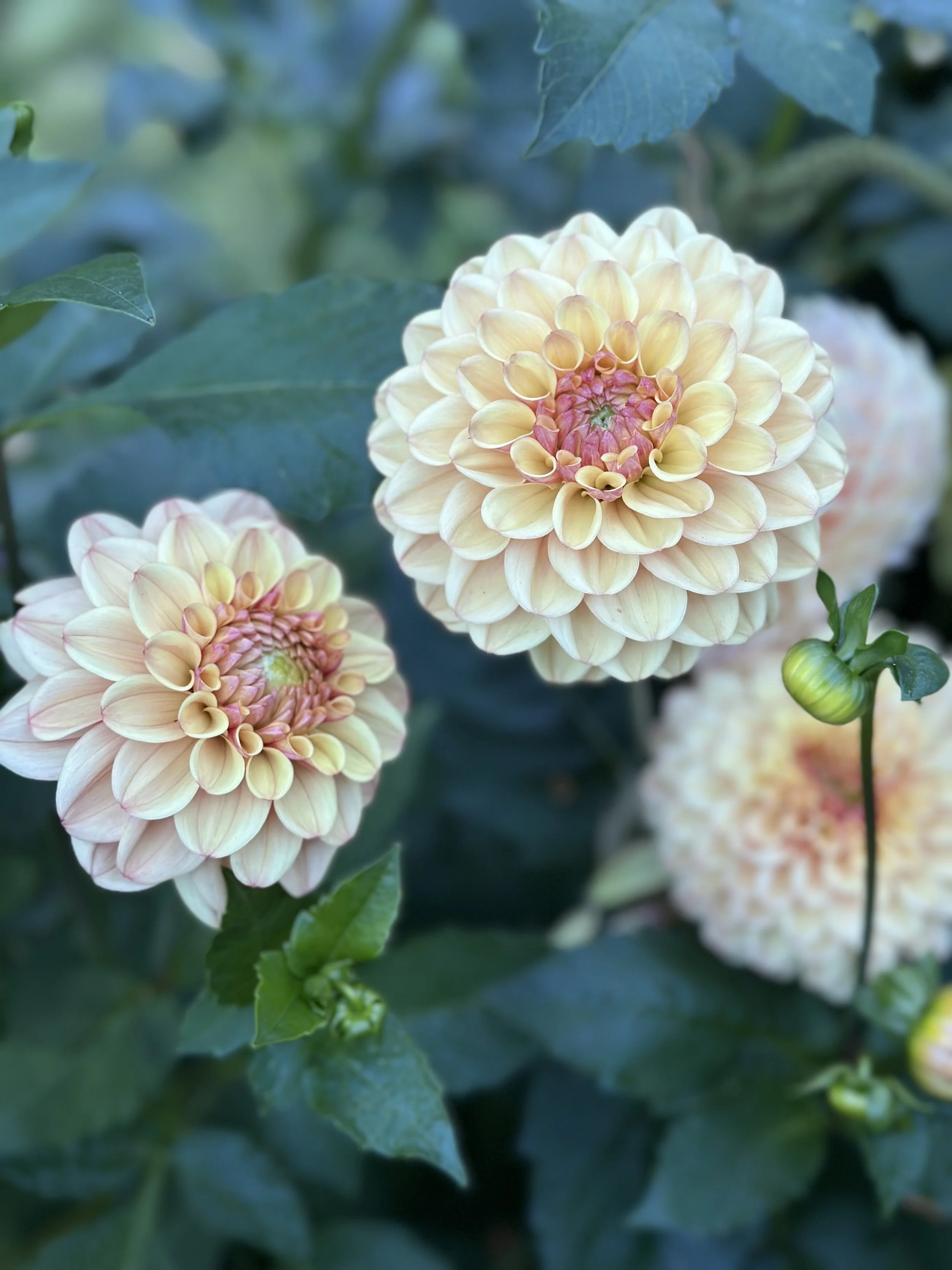 Bell’s Palermo Limit 1