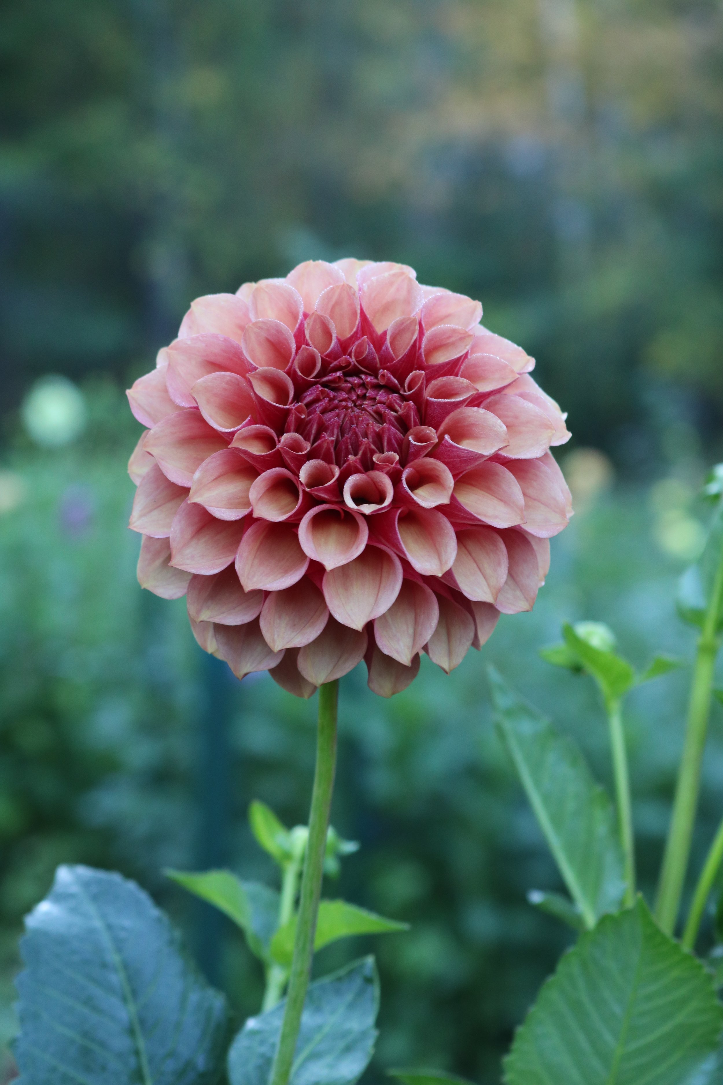 Burfoot Desert Rose Limit 3