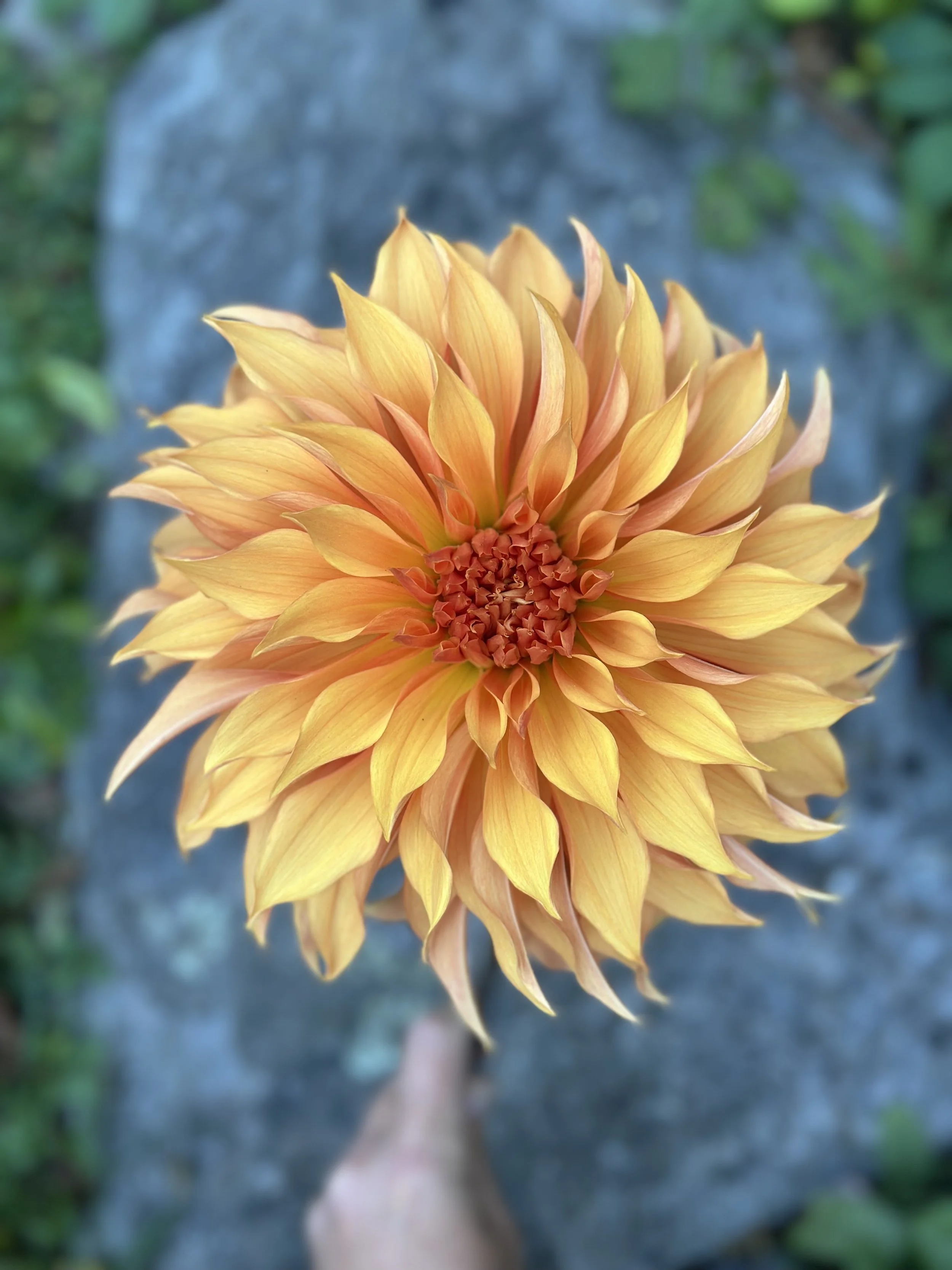 Bloomquist Snickerdoodle Limit 1