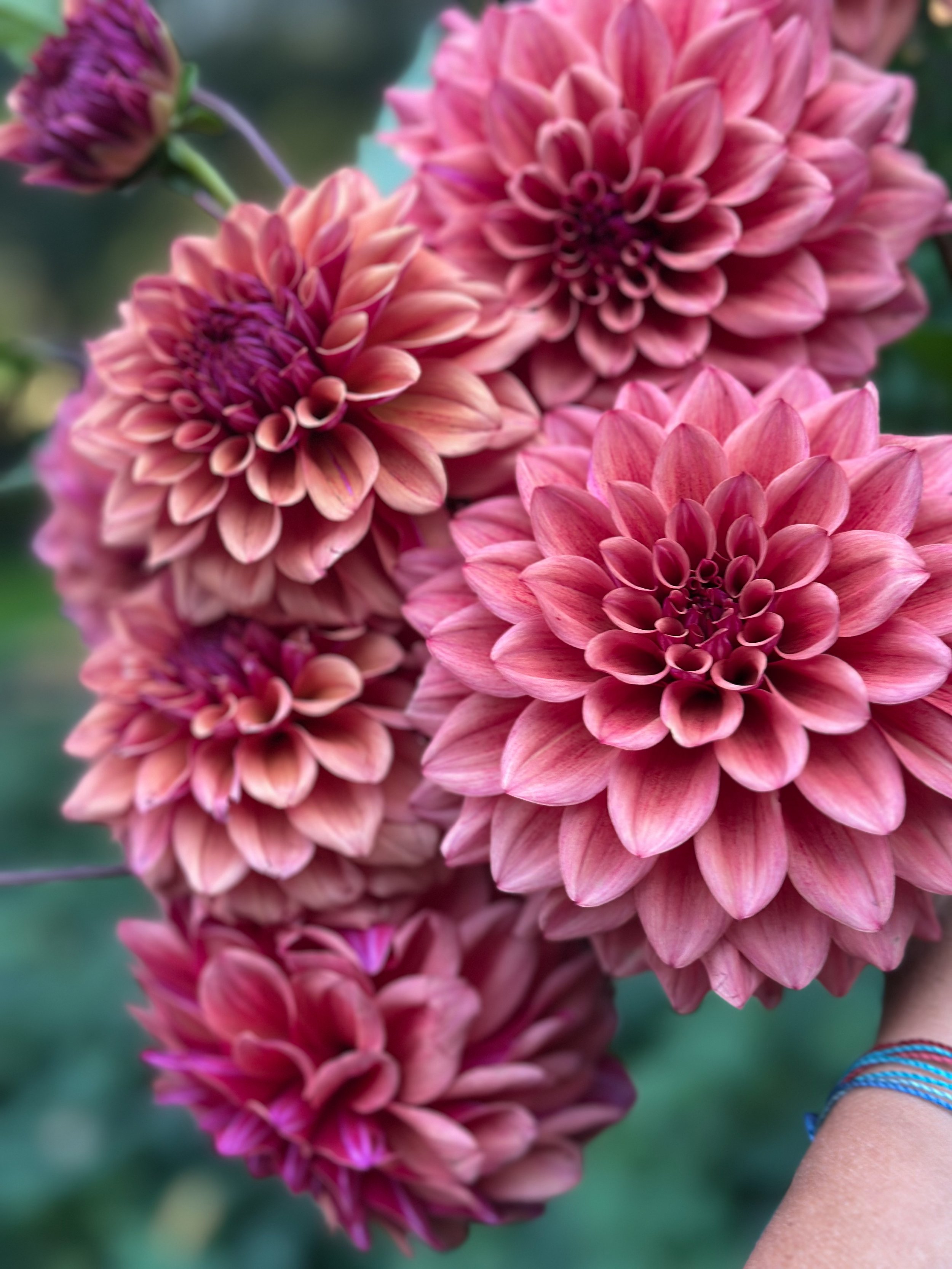 Bell’s Naima Limit 1