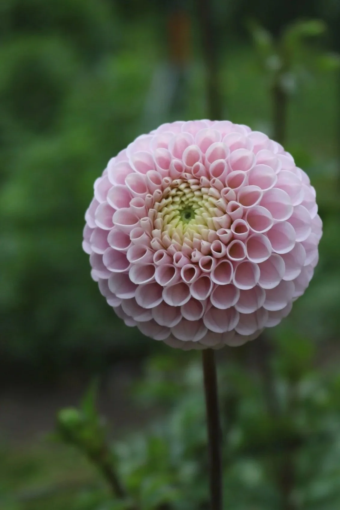 20th Ave Delicada Limit 1