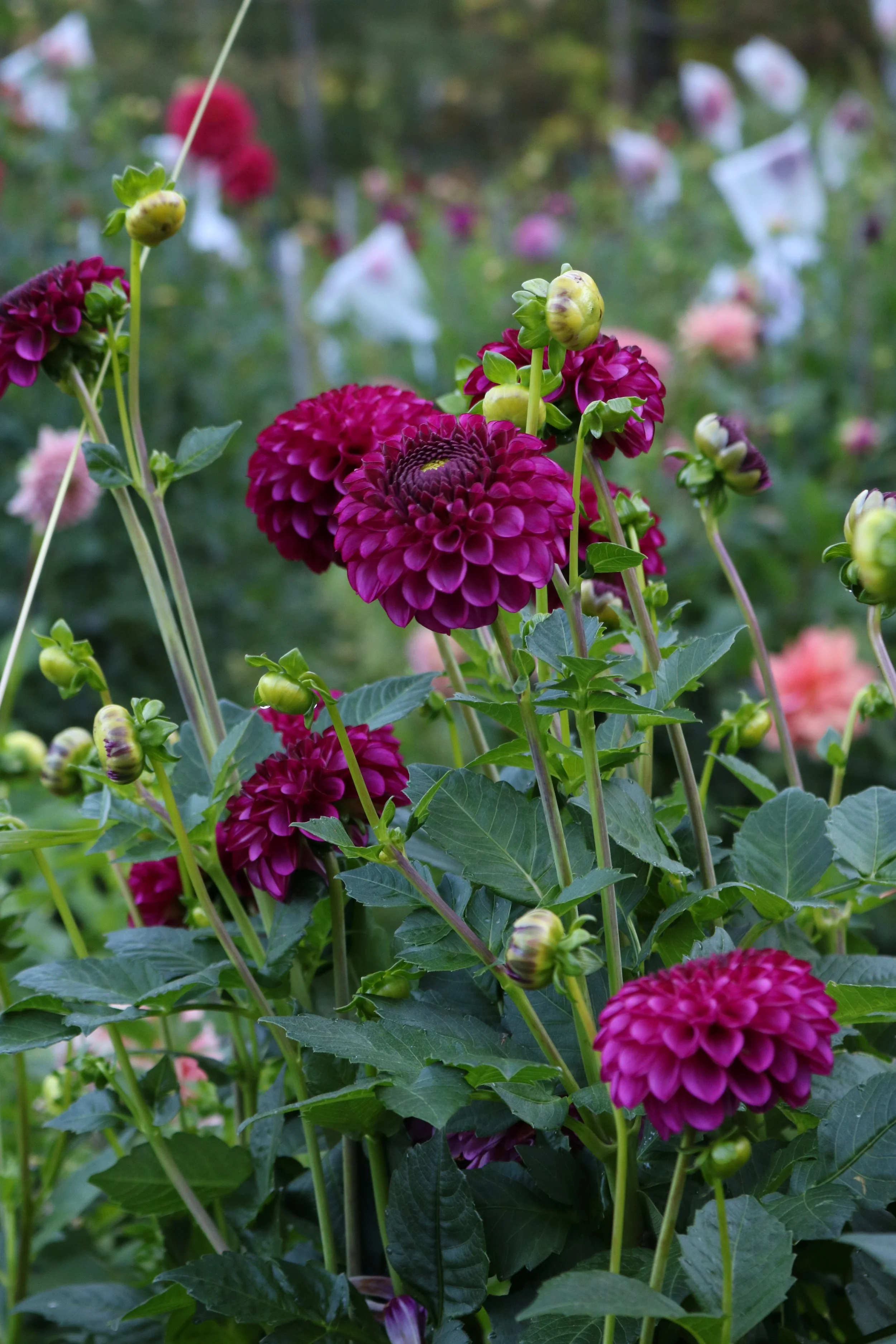 David Teniers Limit 1