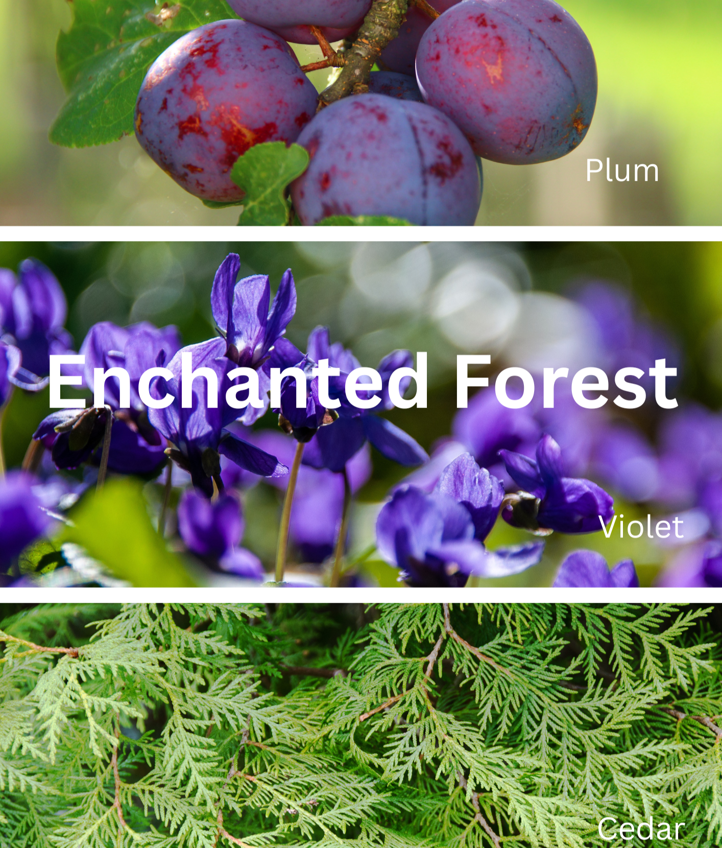 Enchanted+Forest_Fragrance+Notes_MiMadreCandleCo.png