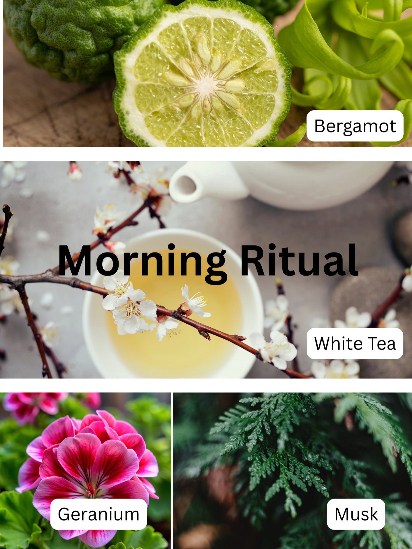 Fragrance+Notes_visuals+%285%29.png