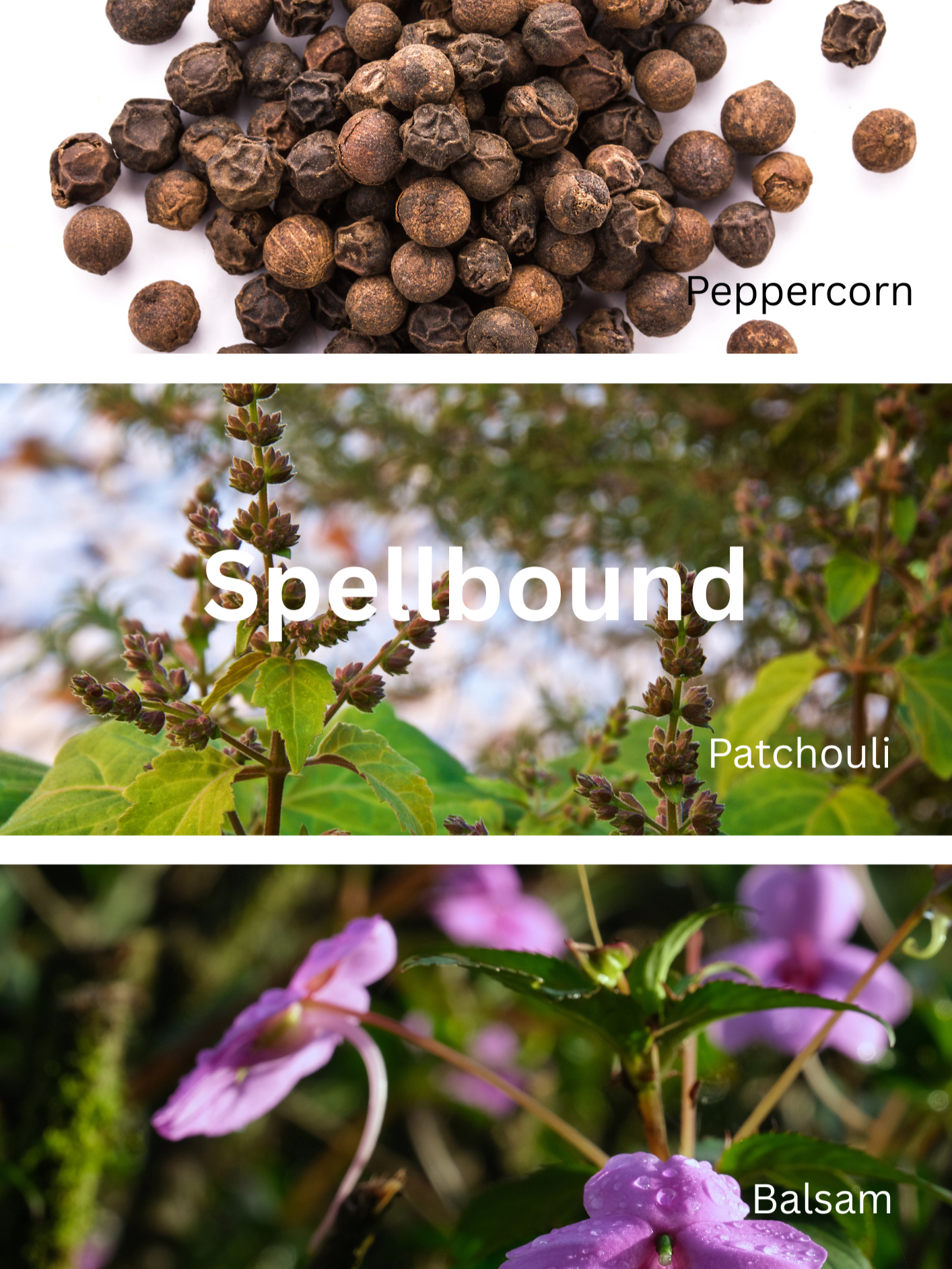 Spellbound_Fragrance-Notes-MiMadreCandleCo.png