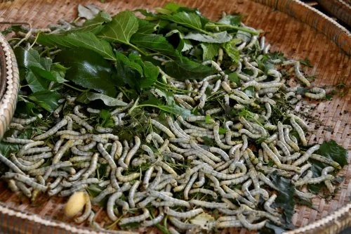 Silk Worms: History, Silk Production and Modern Silk Farming
