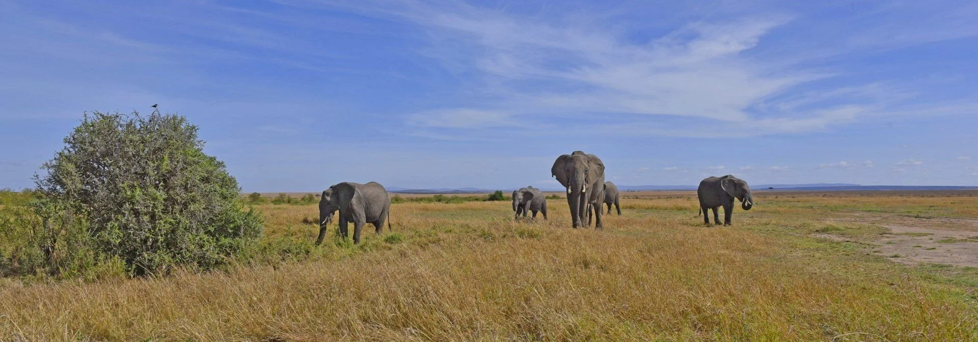 elephants kenya.jpeg